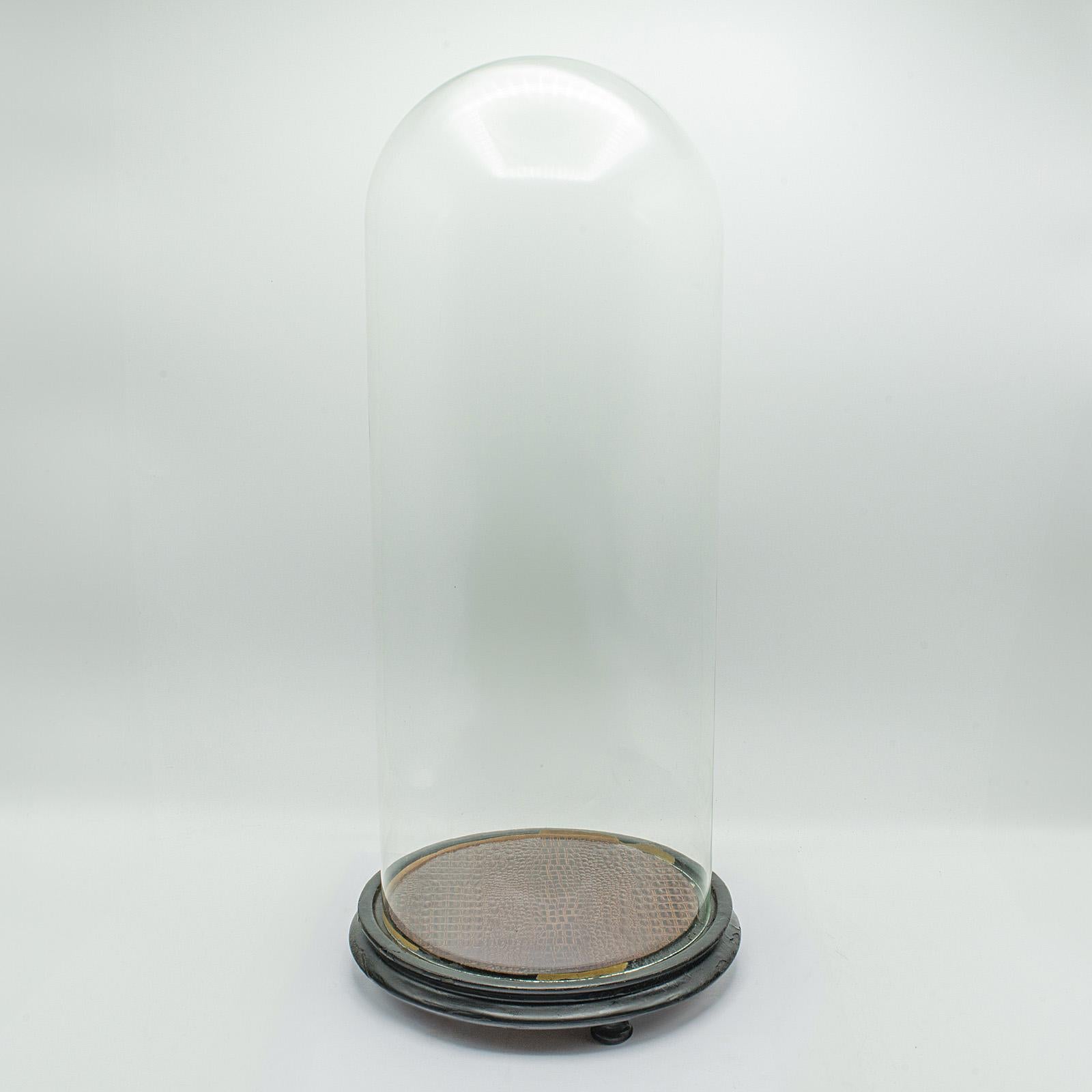 Antique Large Display Dome, English, Taxidermy, Specimen Showcase, Victorian For Sale 4