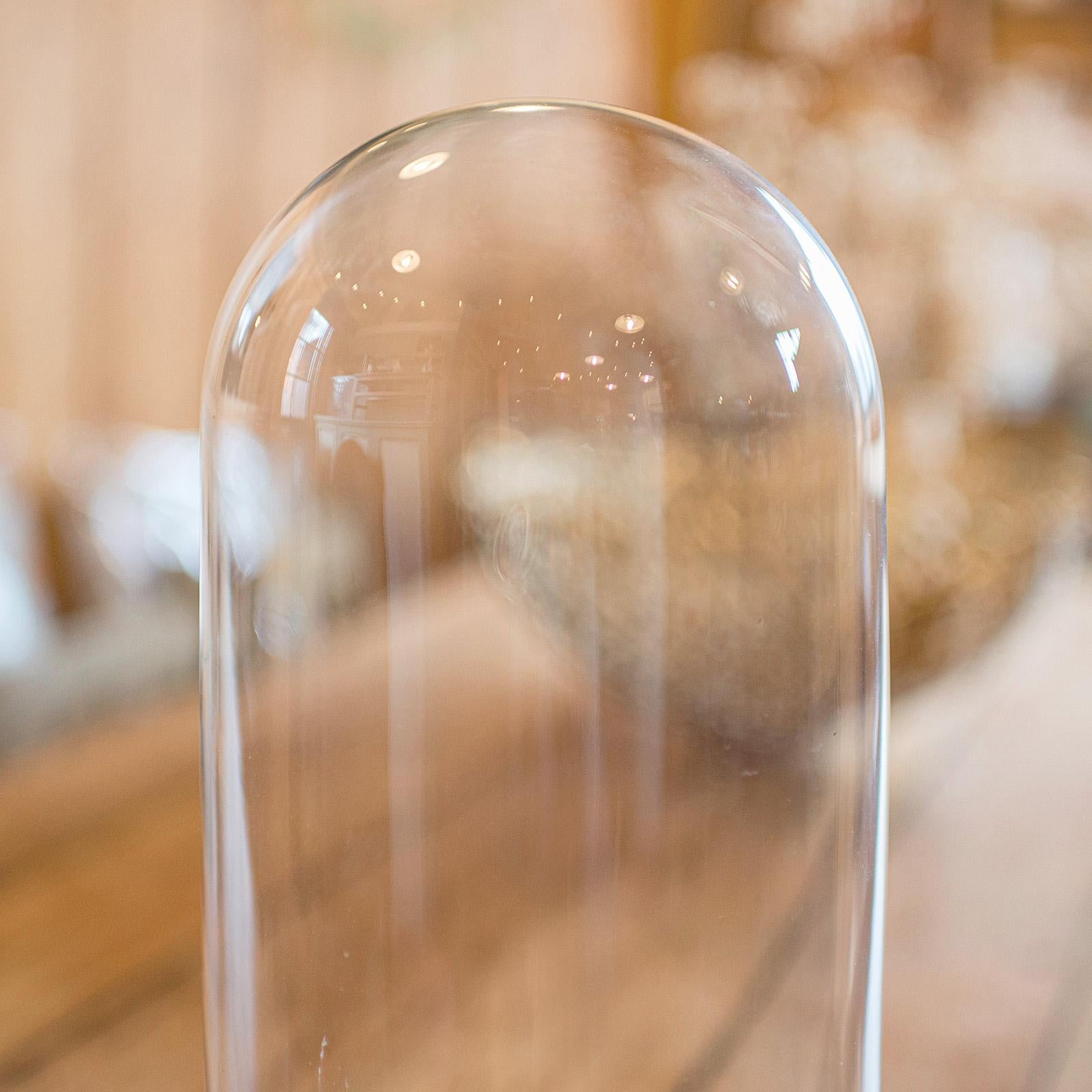 Antique Large Display Dome, English, Taxidermy, Specimen Showcase, Victorian In Good Condition For Sale In Hele, Devon, GB