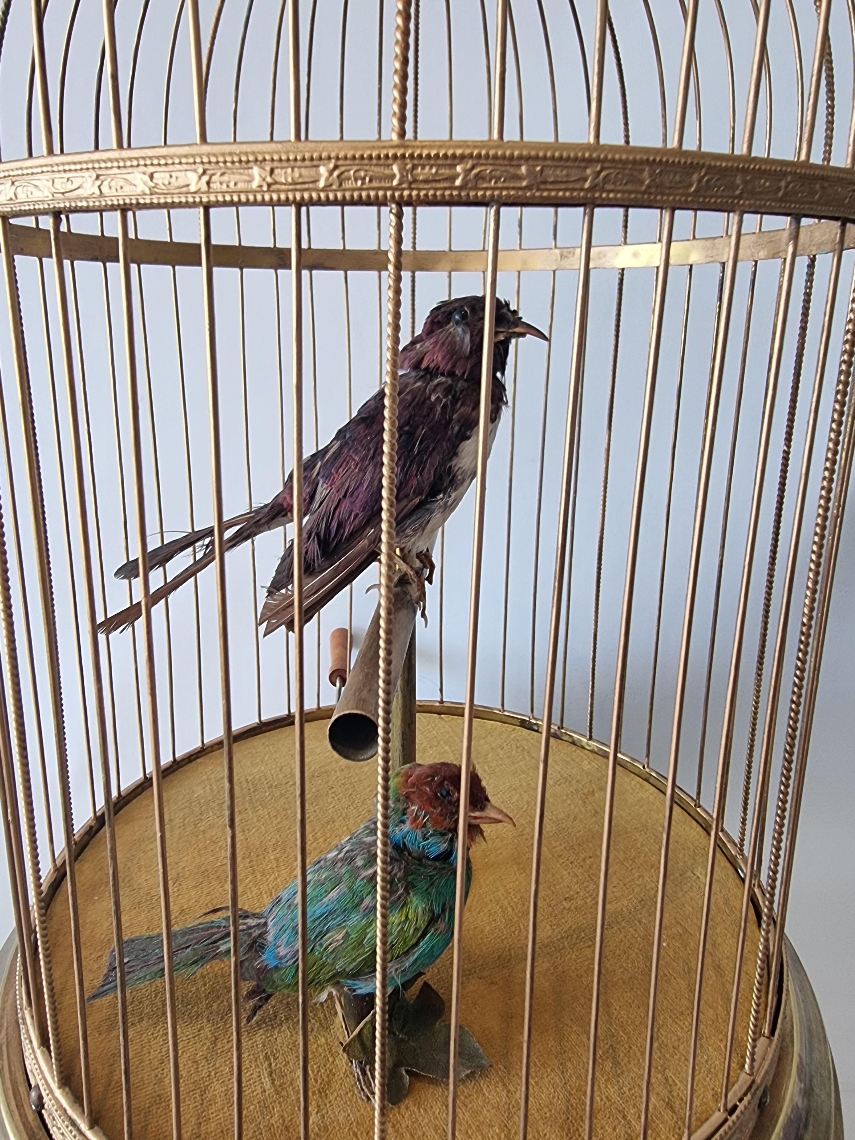 singvogel