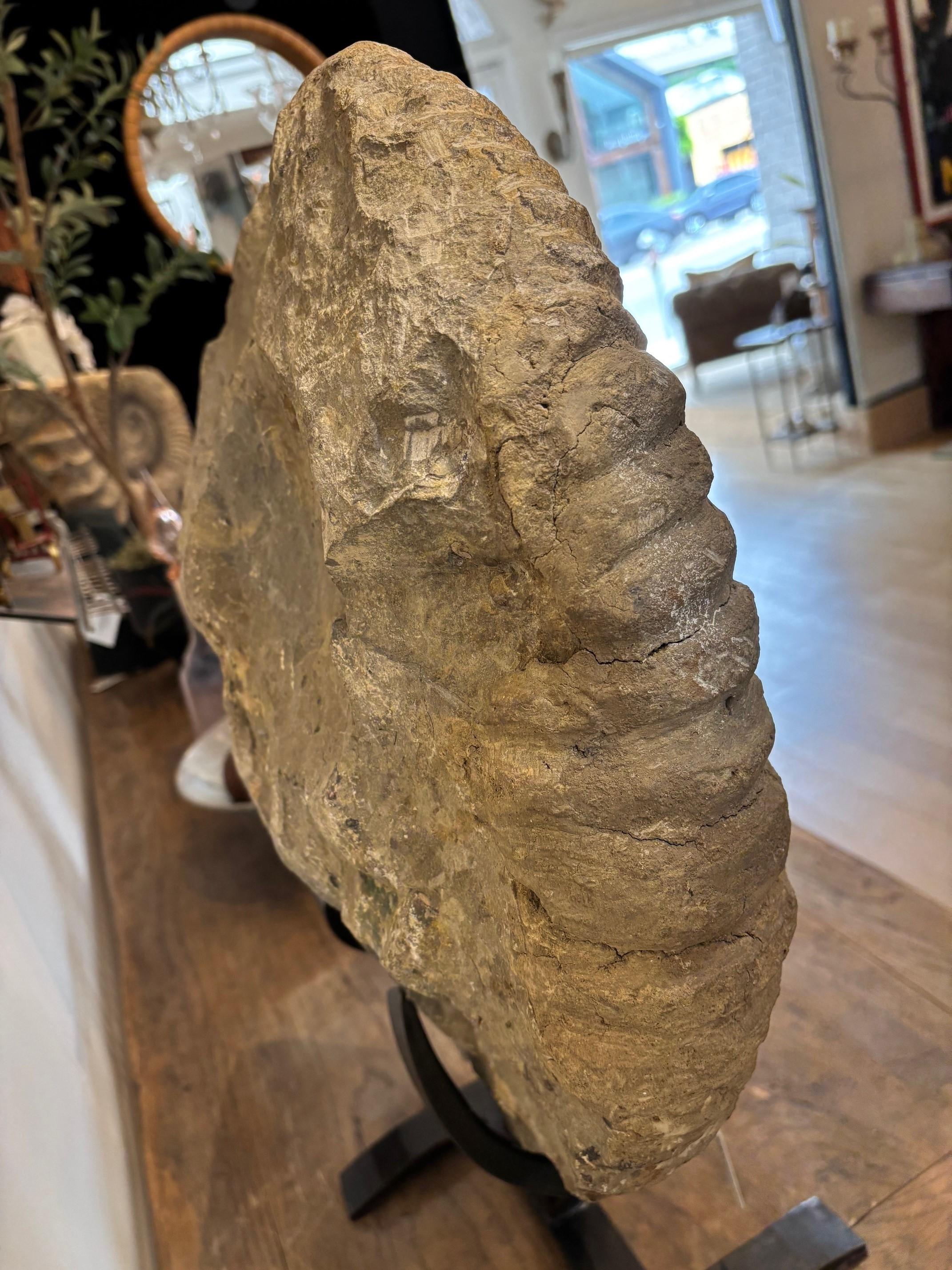 Antique Large Solid Stone Ammonite on Handcrafted Iron Stand en vente 4