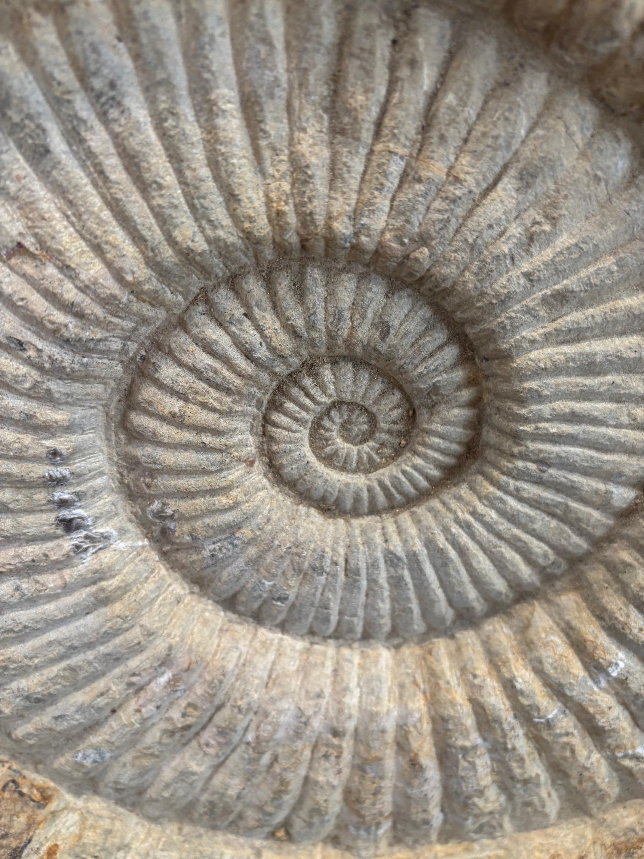 Antique Large Solid Stone Ammonite on Handcrafted Iron Stand Featuring Fascinating Ridged Surface
Dimensions: 26