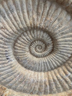 Antique Large Solid Stone Ammonite on Handcrafted Iron Stand