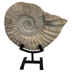 Antique Large Solid Stone Ammonite on Handcrafted Iron Stand