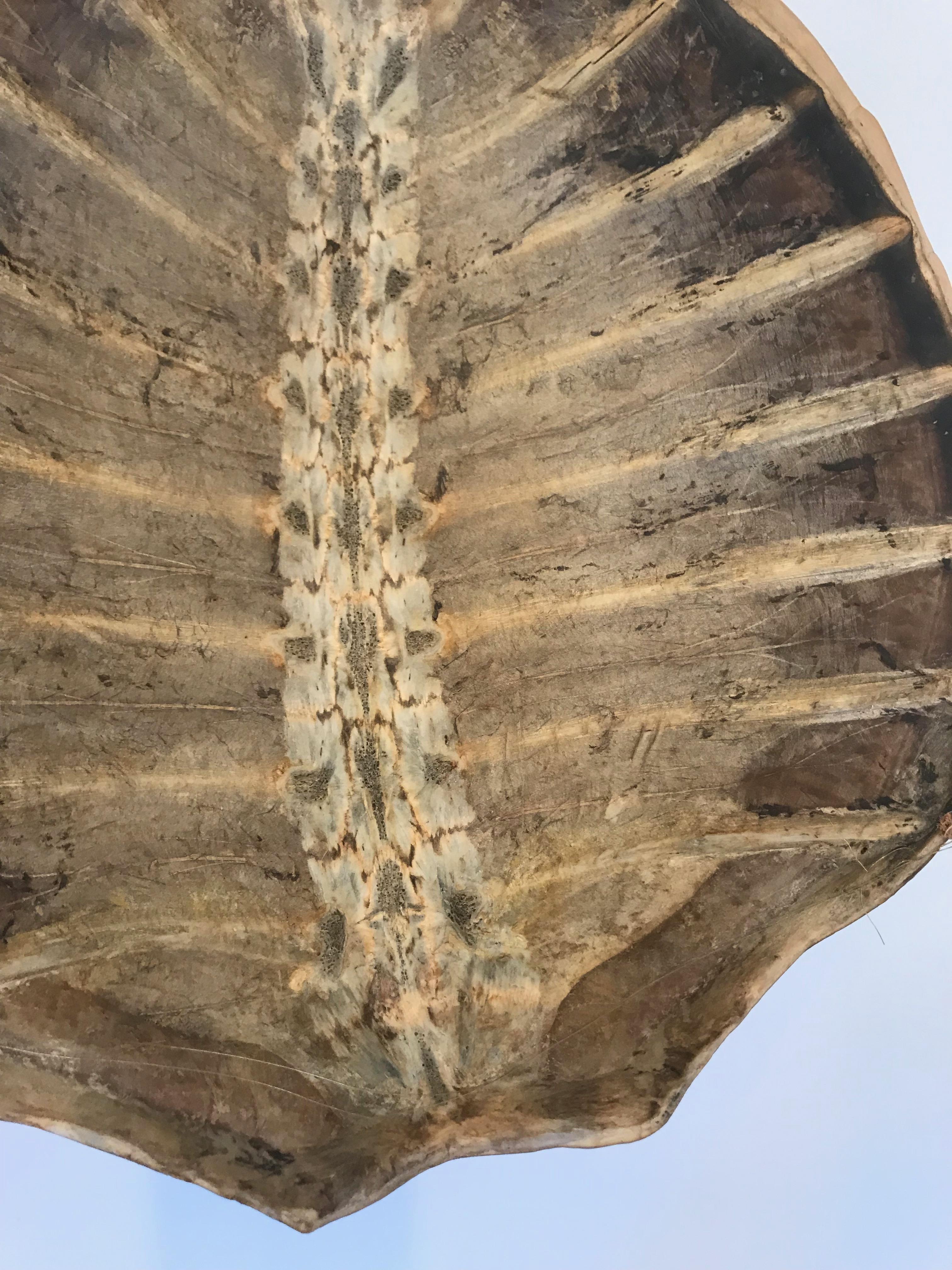 Antique Large Tortoise Shell 6
