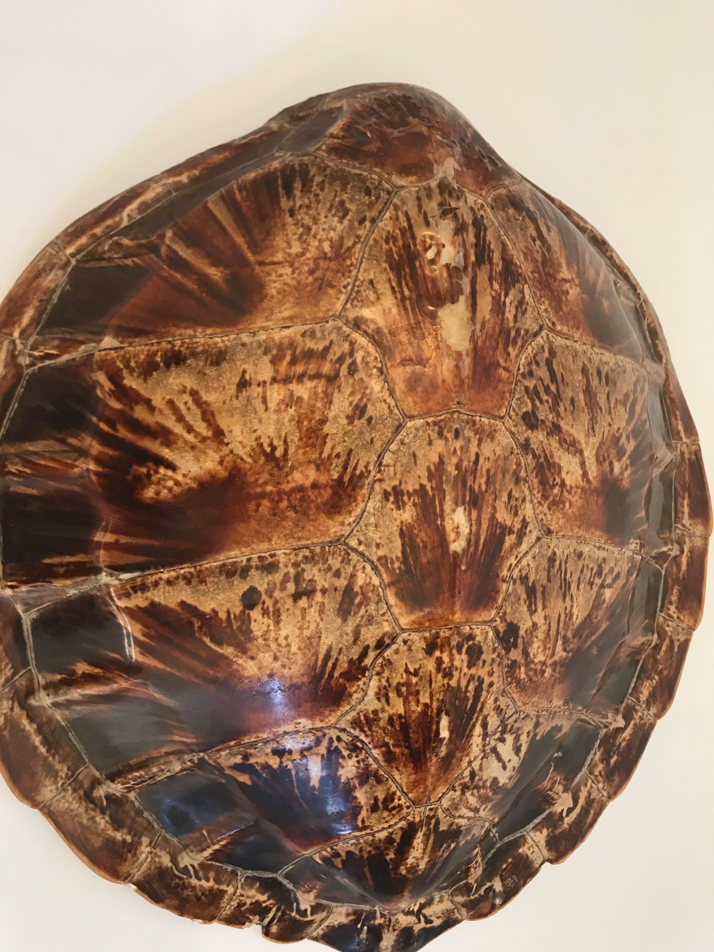 An excellent large brown tortoise shell that can be mounted on the wall.