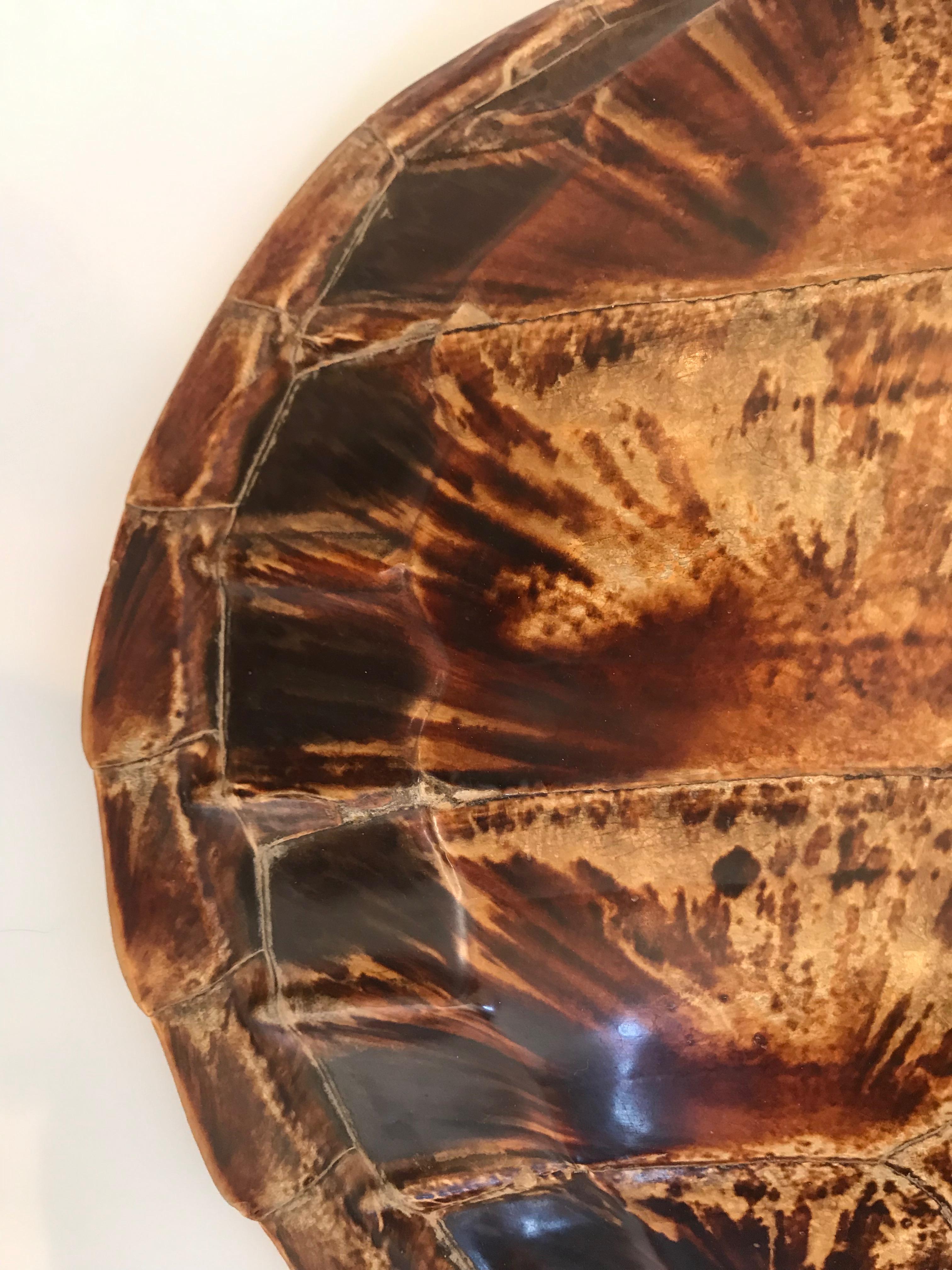 European Antique Large Tortoise Shell
