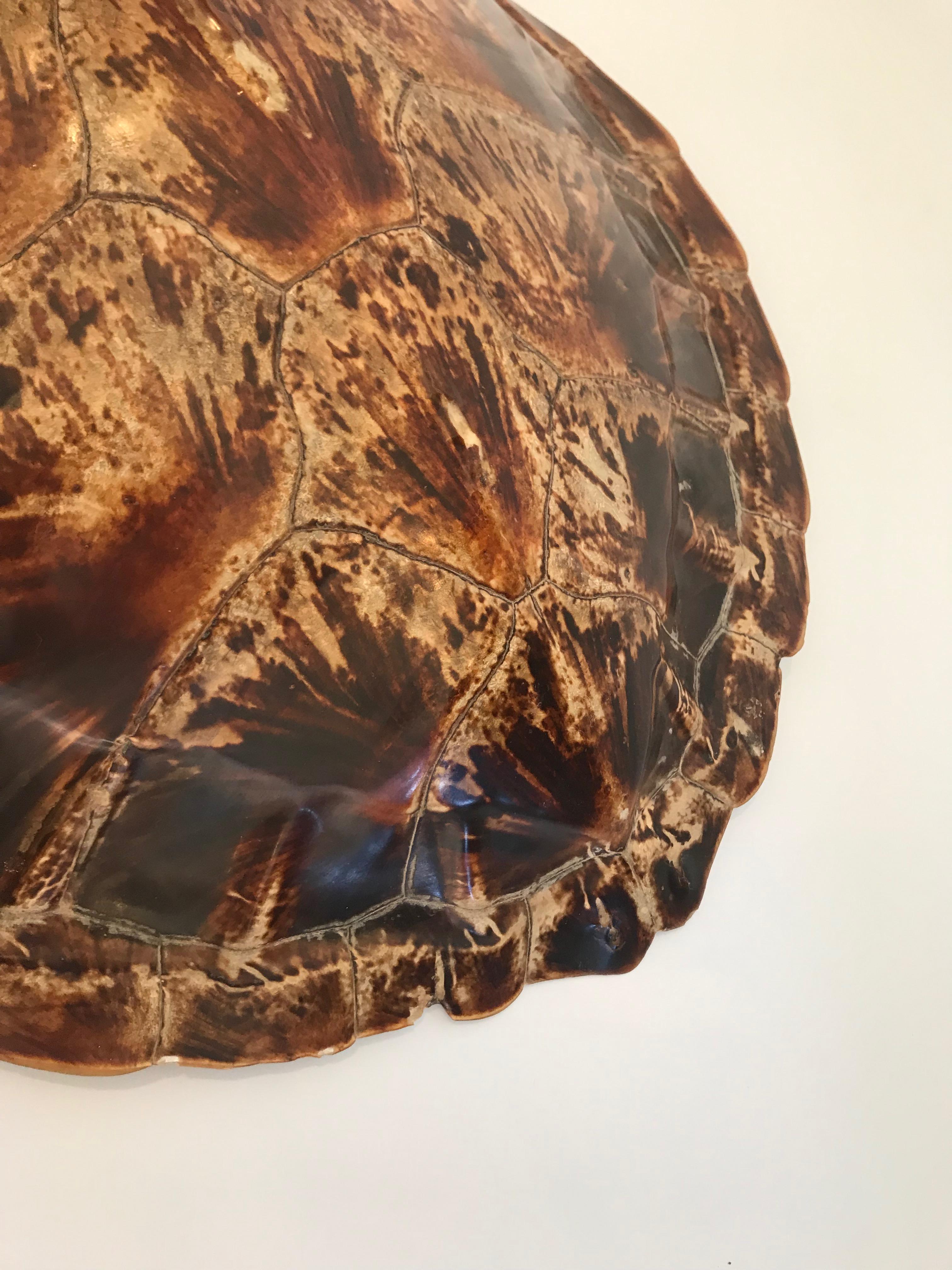 Antique Large Tortoise Shell In Good Condition In Nashville, TN