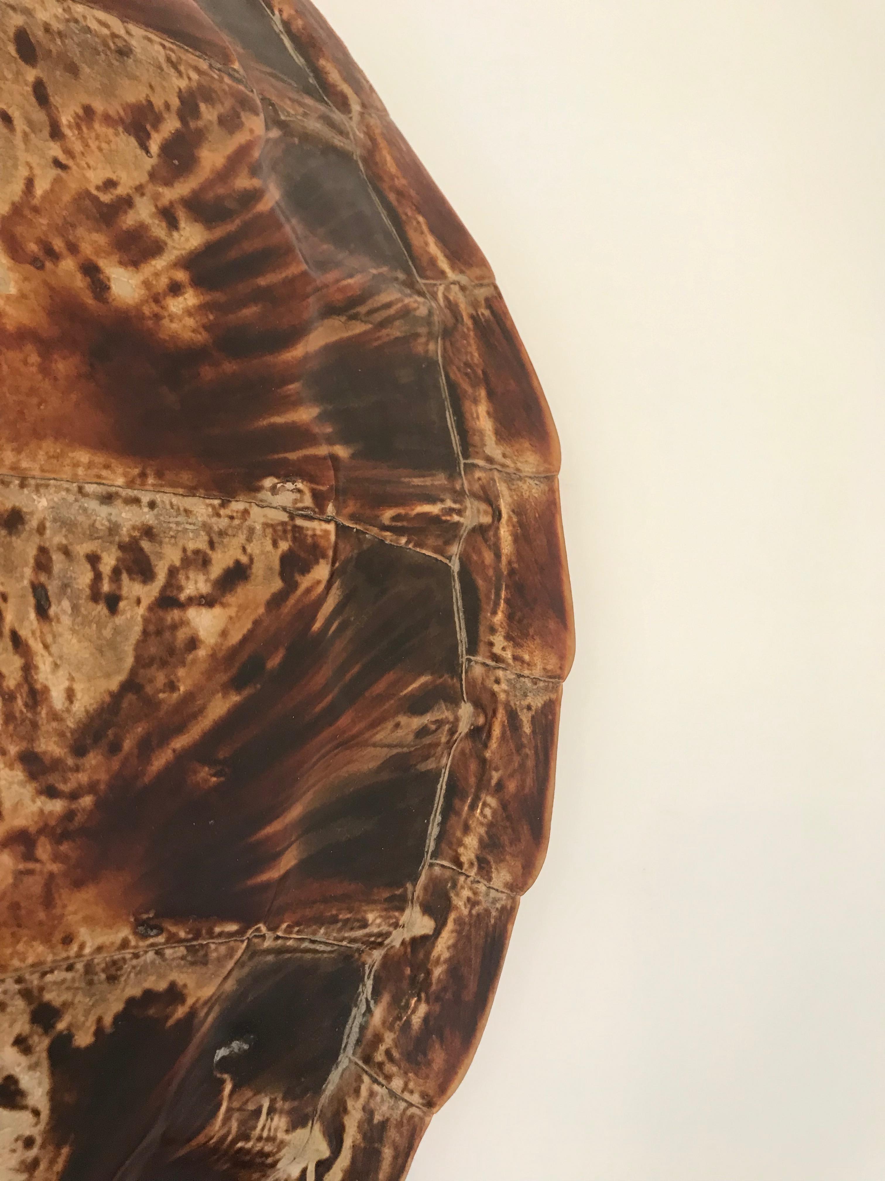 19th Century Antique Large Tortoise Shell For Sale