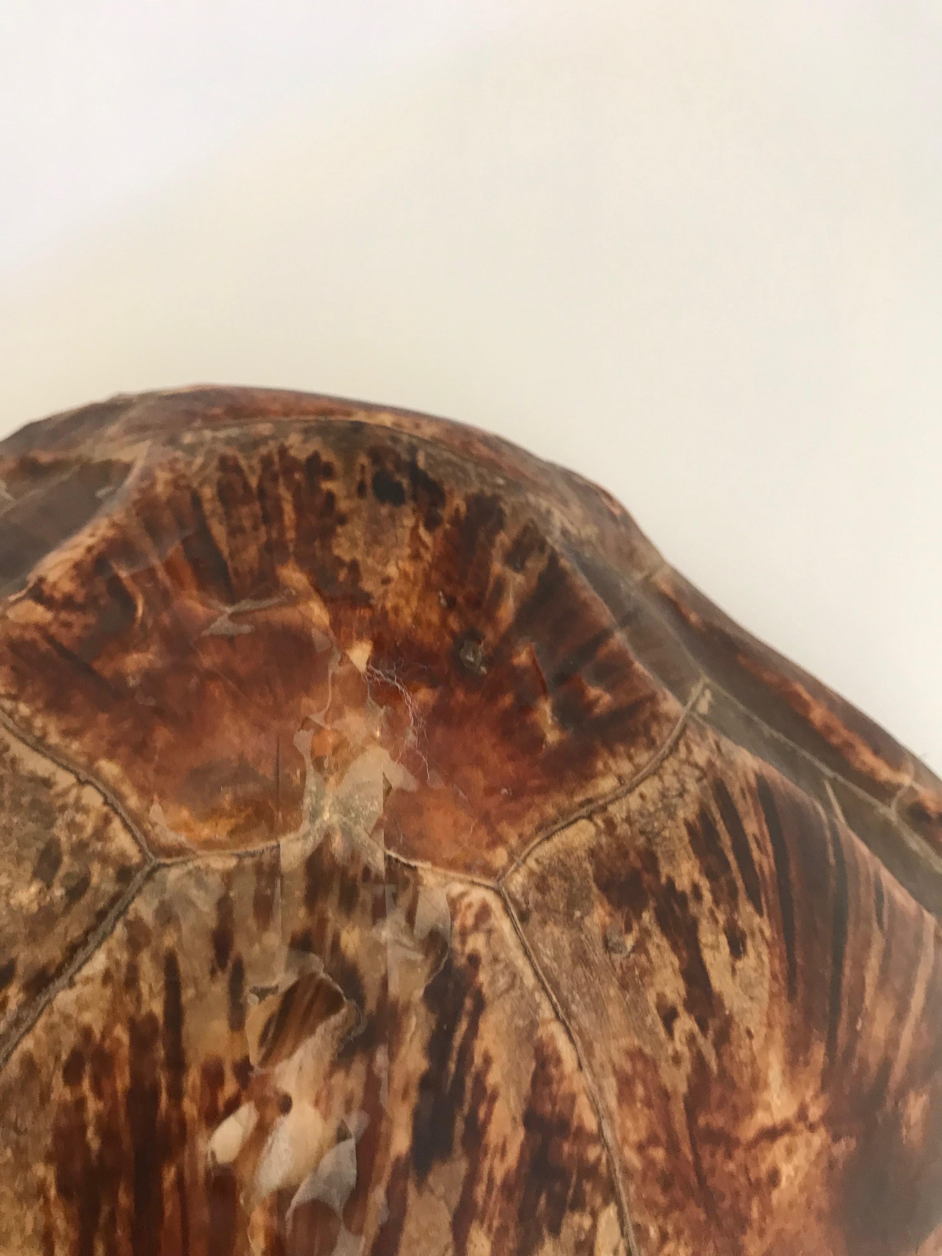 Antique Large Tortoise Shell For Sale 1