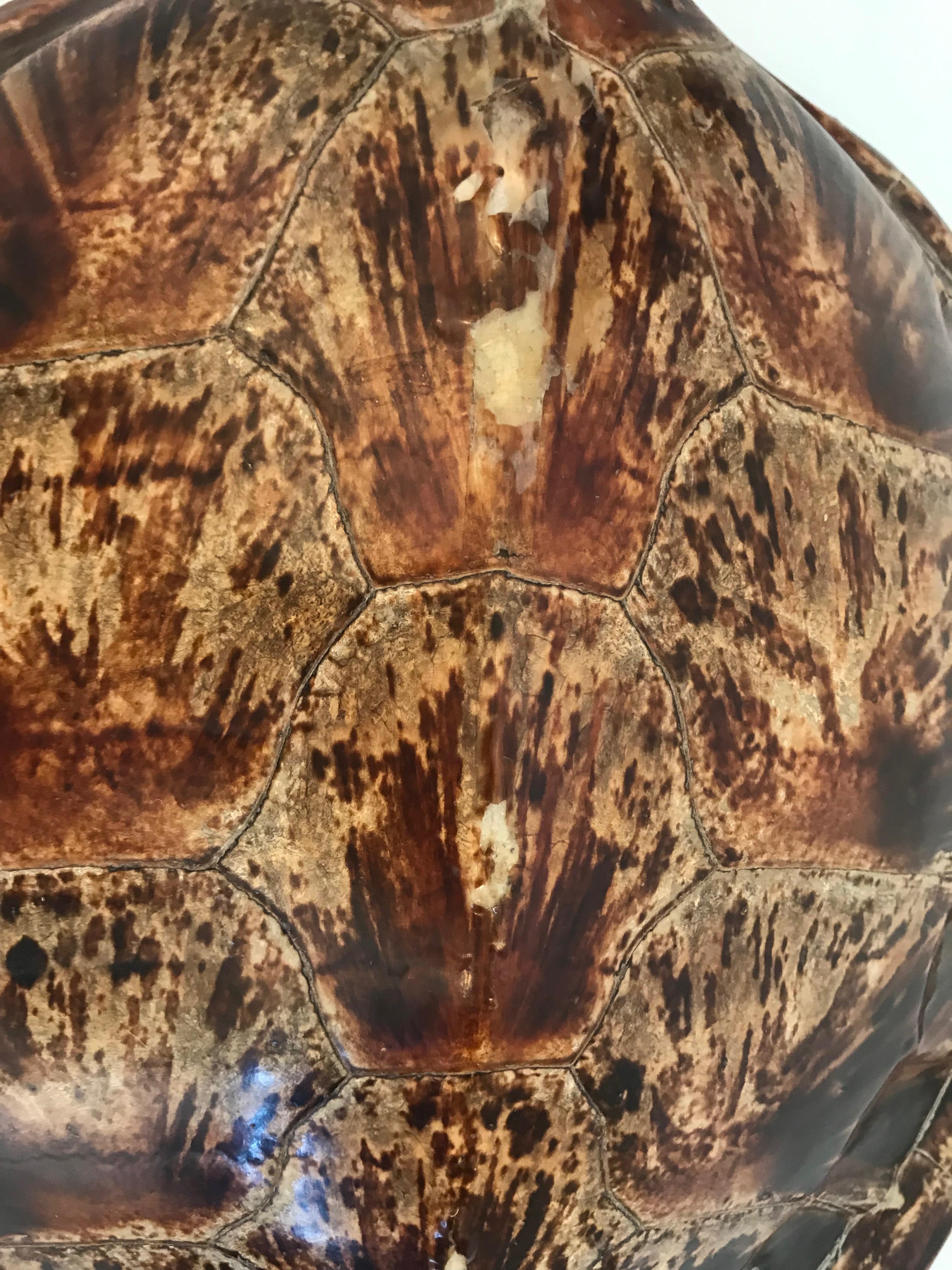 Antique Large Tortoise Shell For Sale 2