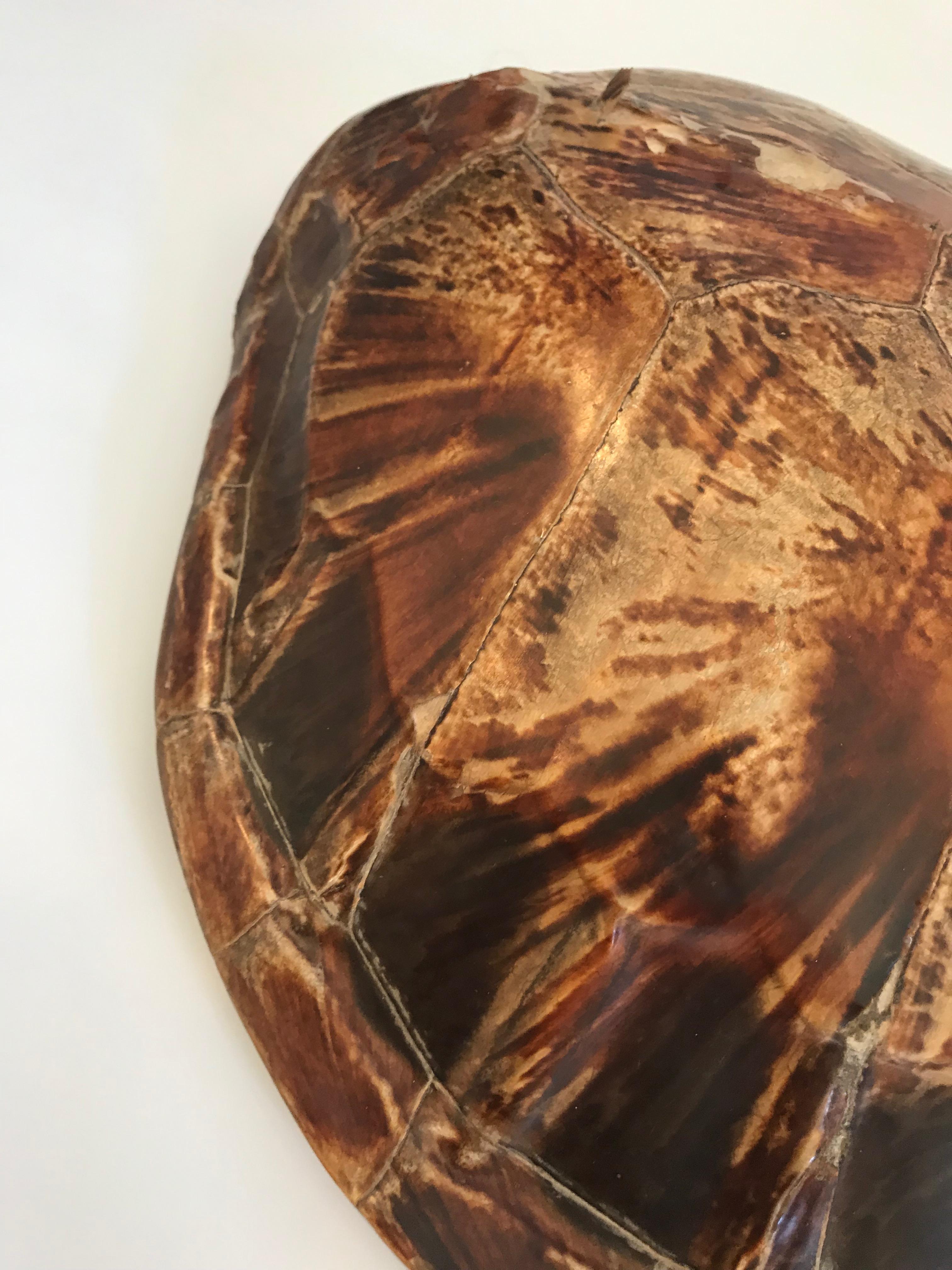 Antique Large Tortoise Shell For Sale 3