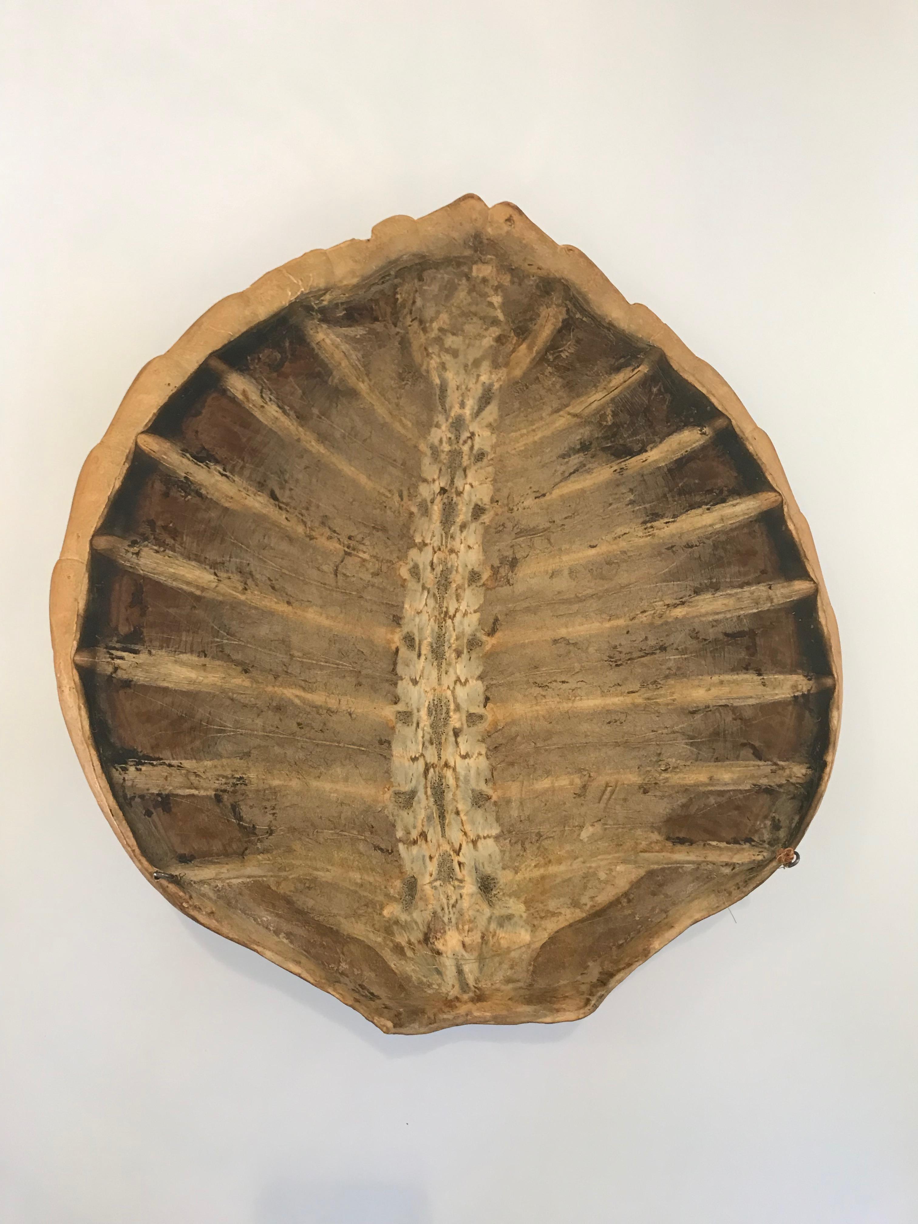 Antique Large Tortoise Shell 4