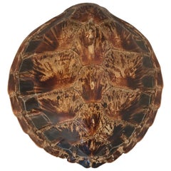 Antique Large Tortoise Shell