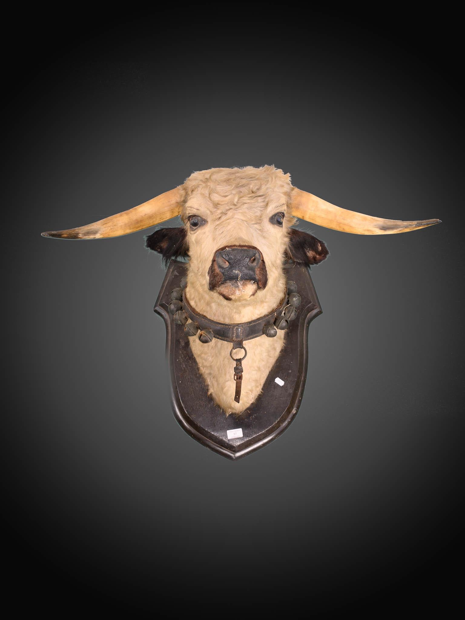 Antique late 19th C Victorian lifesize bull’s head taxidermy with glass eyes on beautiful oak shield wearing a leather collar with brass bell

The mount has a leather collar with brass bell

Provenance: The Richard Pratley Collection