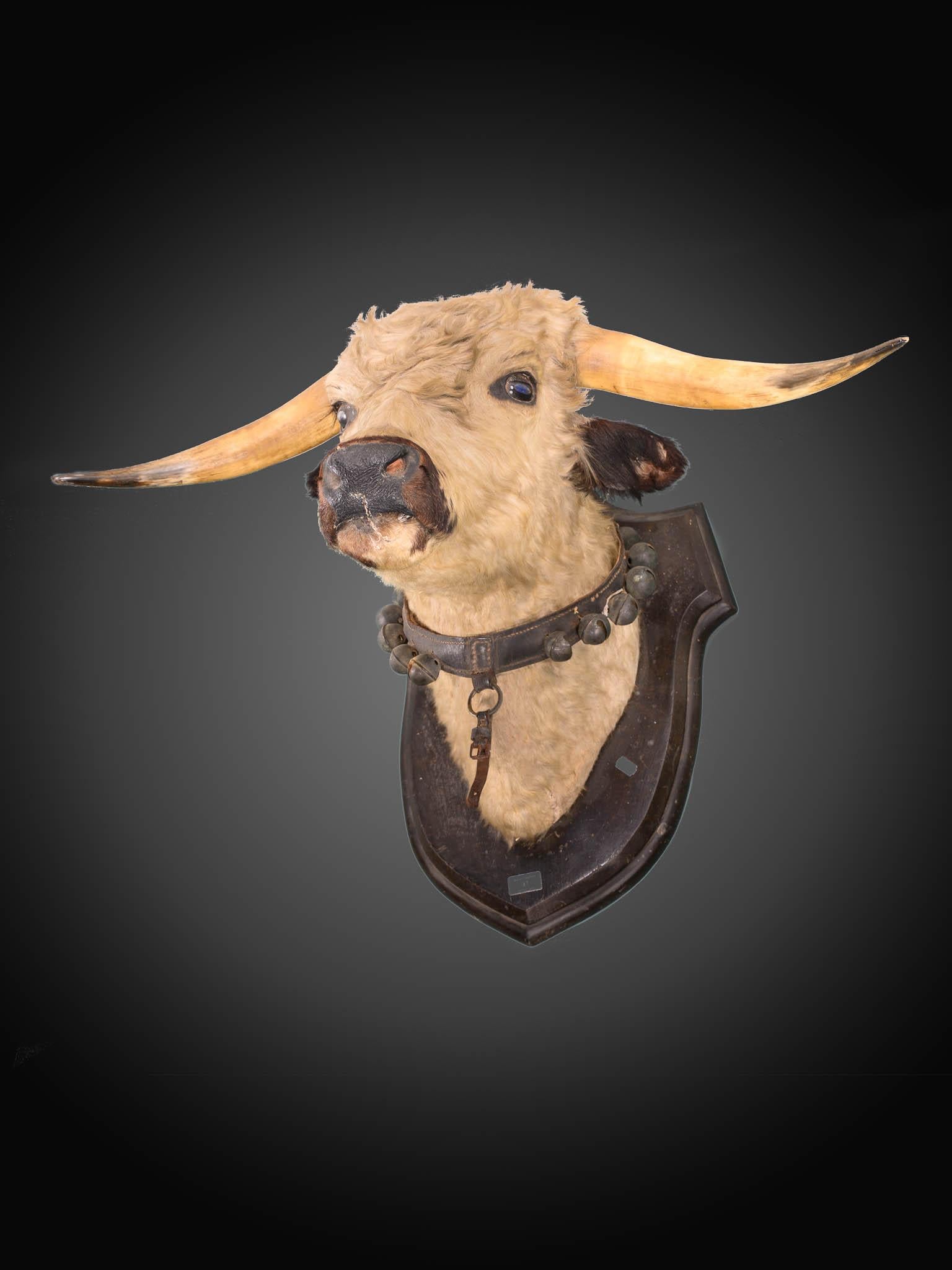 British Antique late 19th C Victorian lifesize bull’s head  For Sale