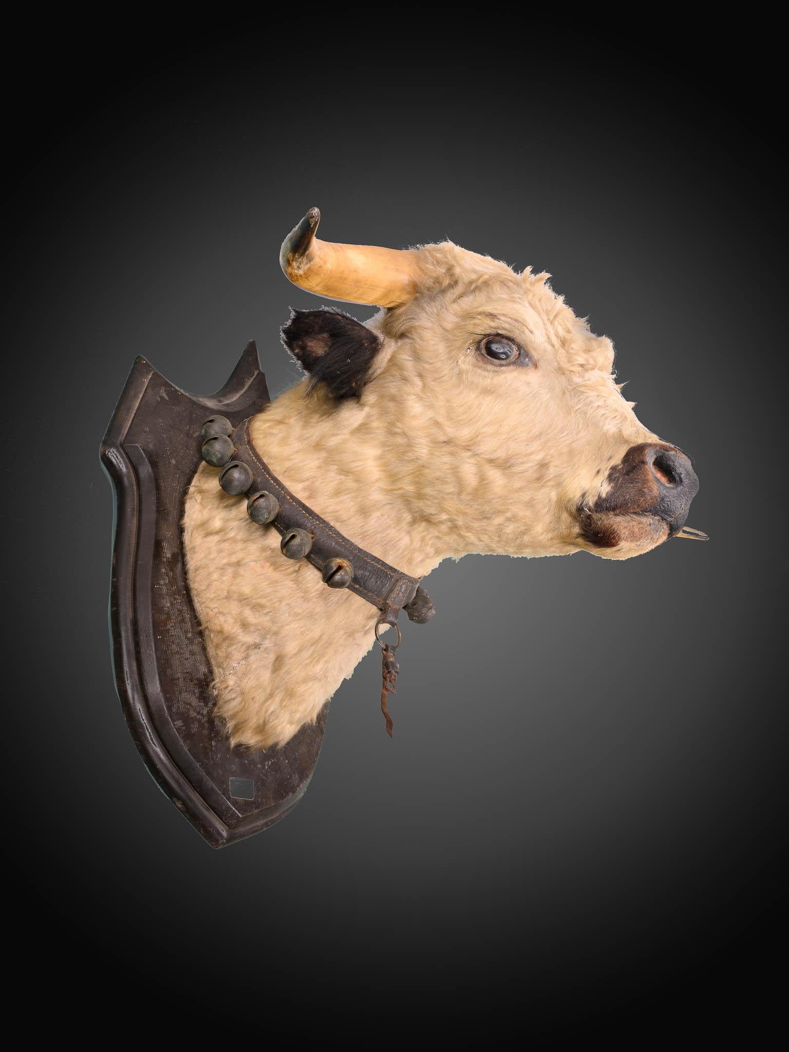 Antique late 19th C Victorian lifesize bull’s head  In Good Condition For Sale In Leuven , BE