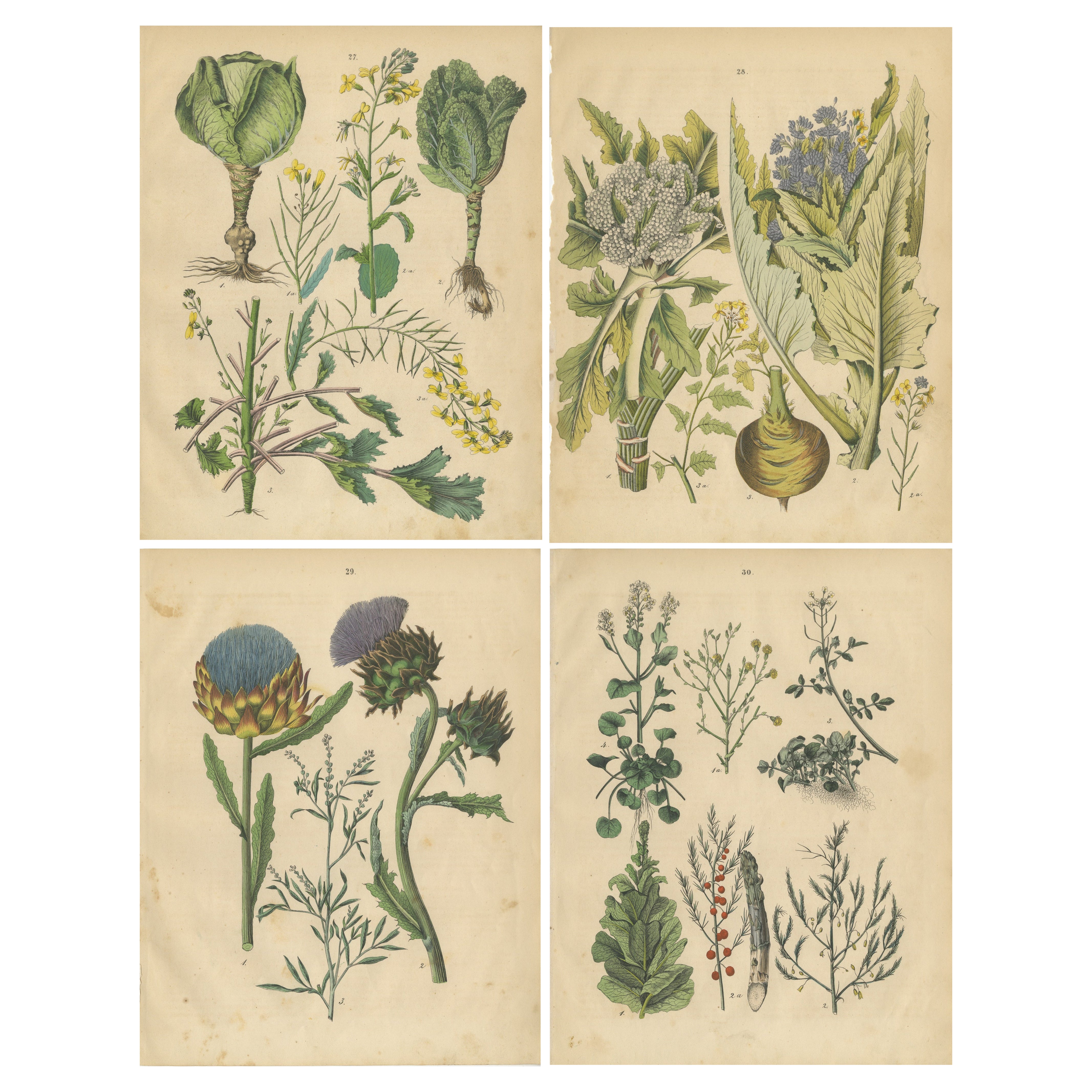 Antique Leafy Greens and Wild Plants Prints, Botanical Set, Germany 1852