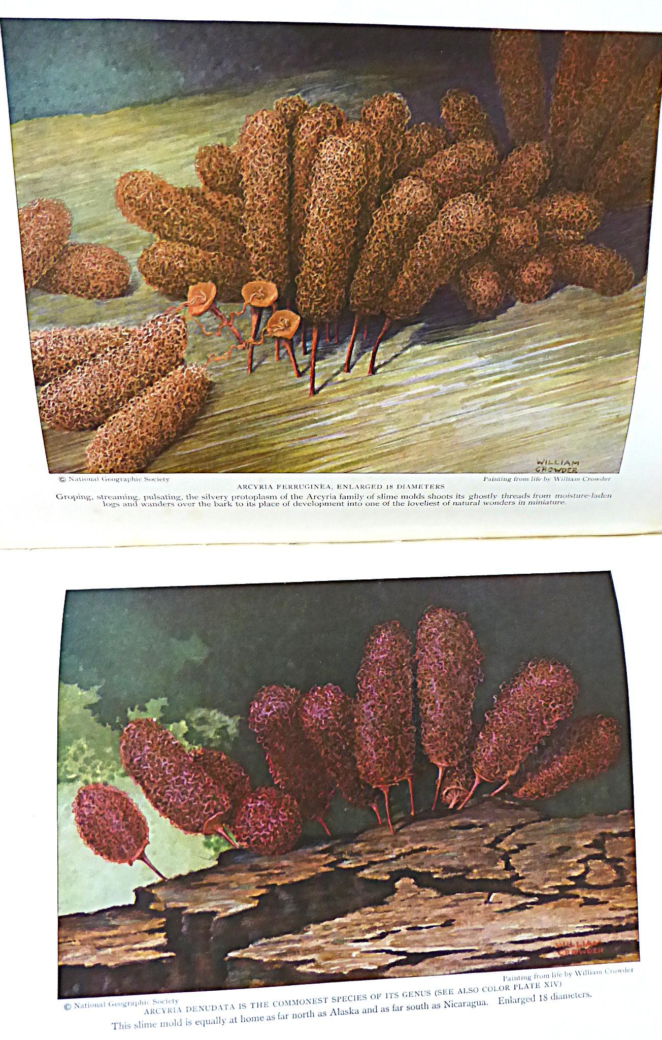 Lomo de cuero antiguo 6 volúmenes Revista National Geographic 1924 1925 y 1926 en venta 9