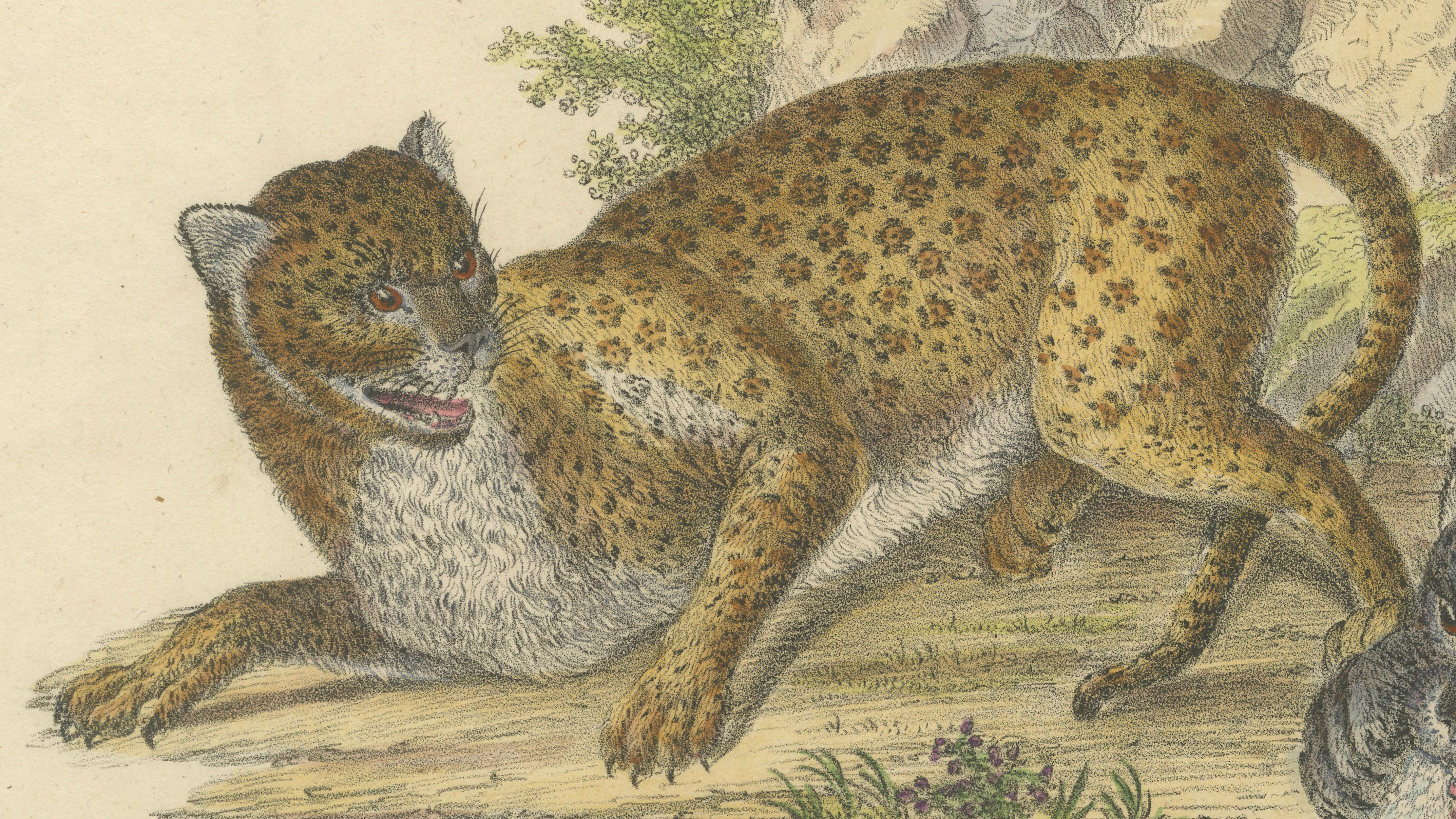 Antique Leopard & Panther Lithograph by Karl Joseph Brodtmann, 1816