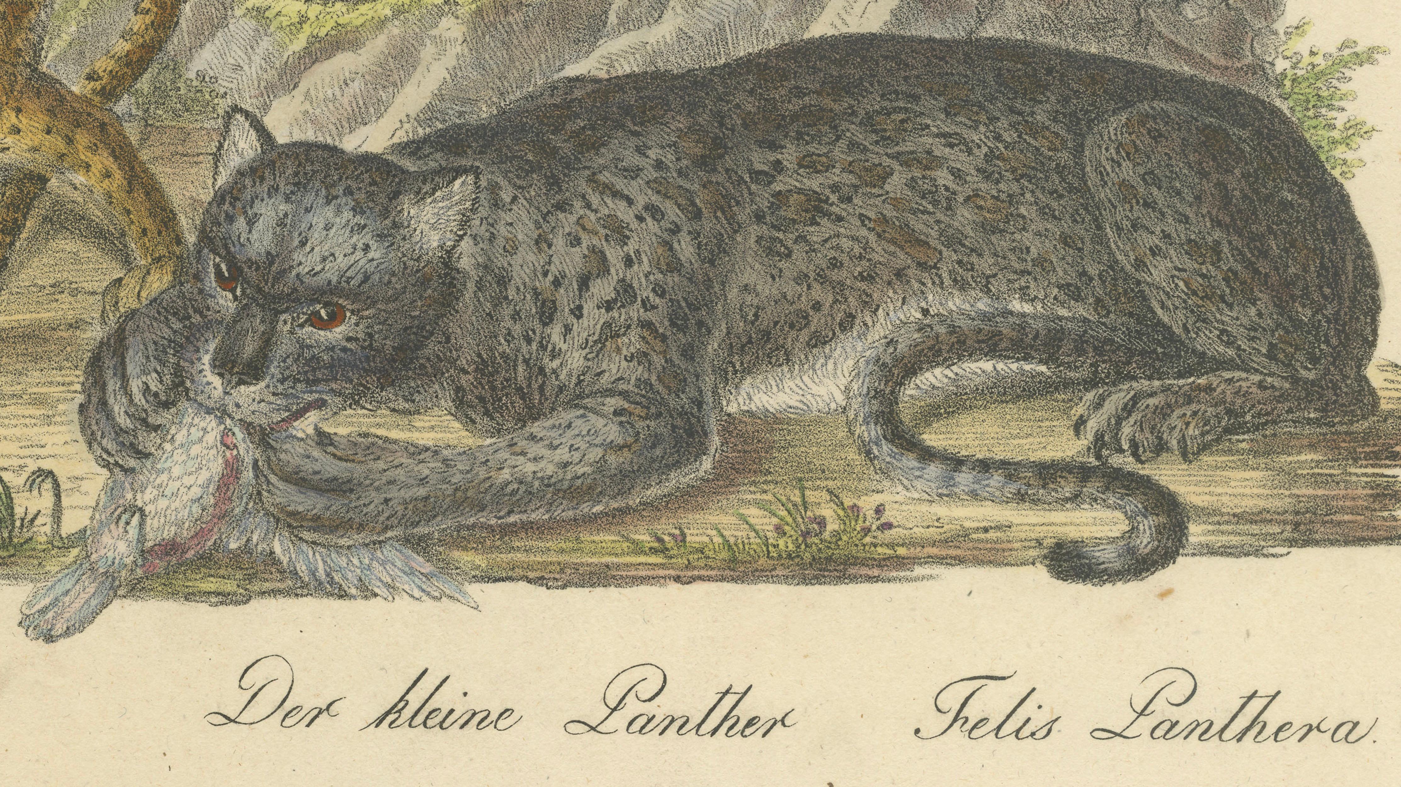 Antique Leopard & Panther Lithograph by Karl Joseph Brodtmann, 1816
