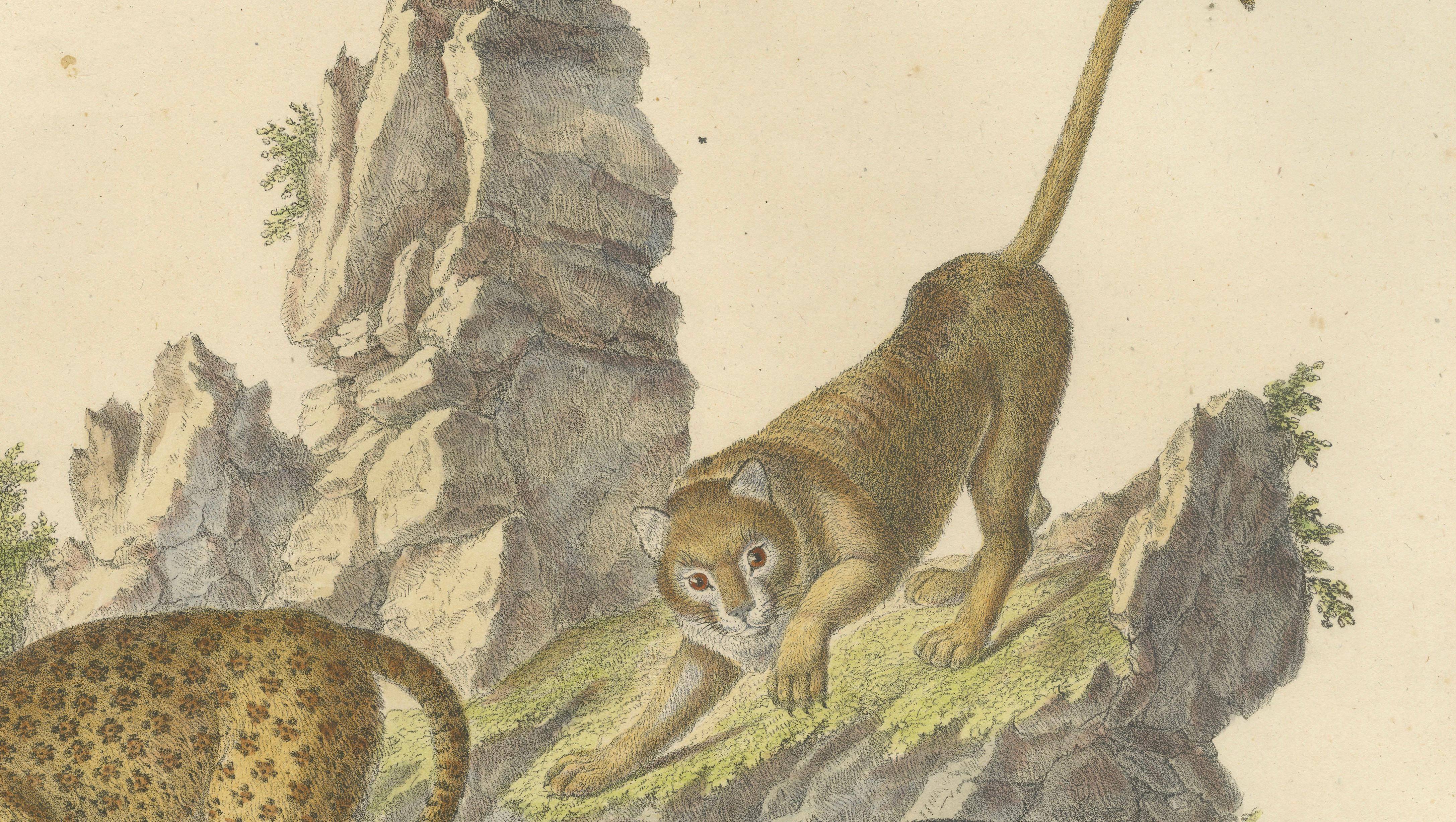 Antique Leopard & Panther Lithograph by Karl Joseph Brodtmann, 1816
