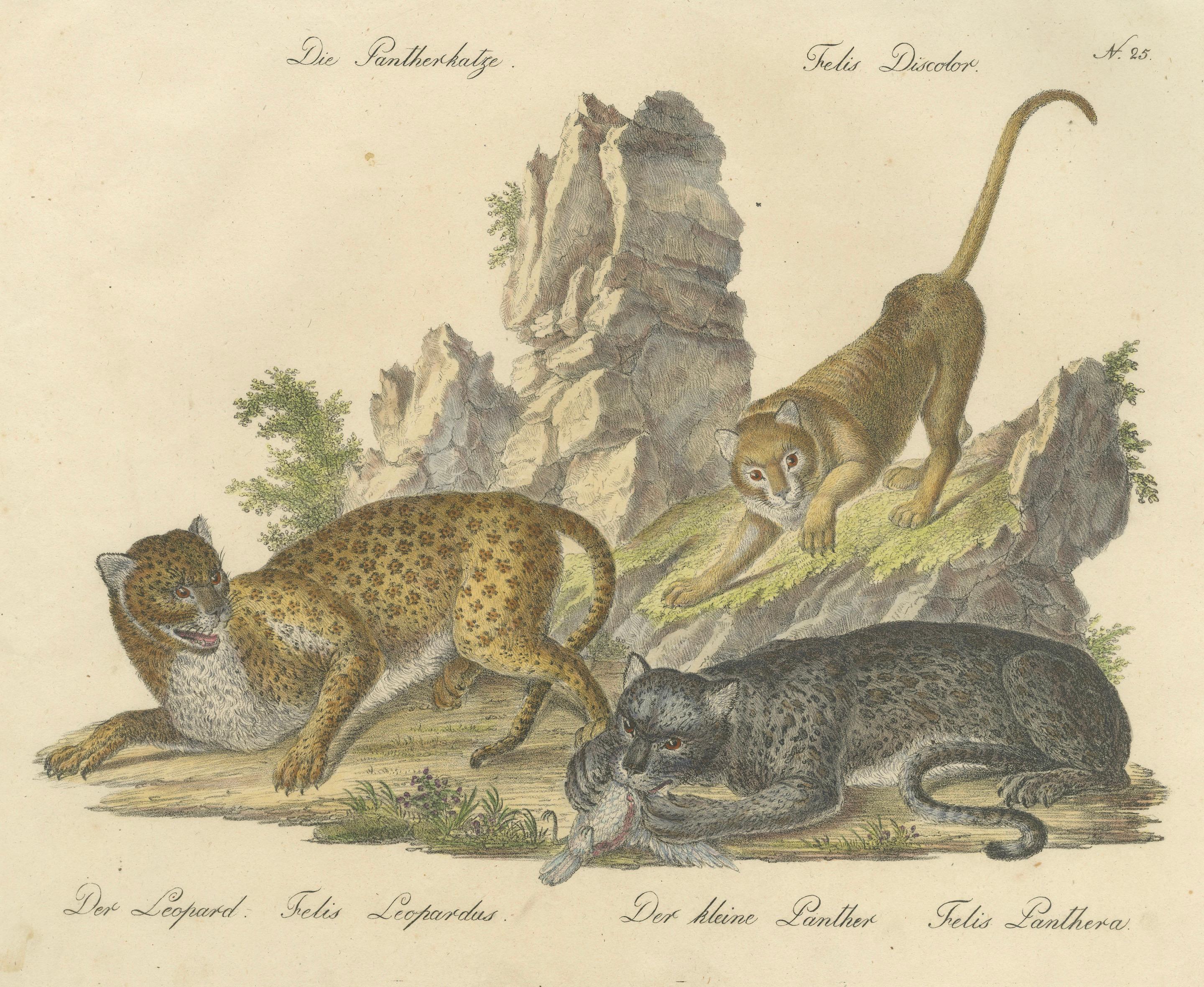 Antique Leopard & Panther Lithograph by Karl Joseph Brodtmann, 1816