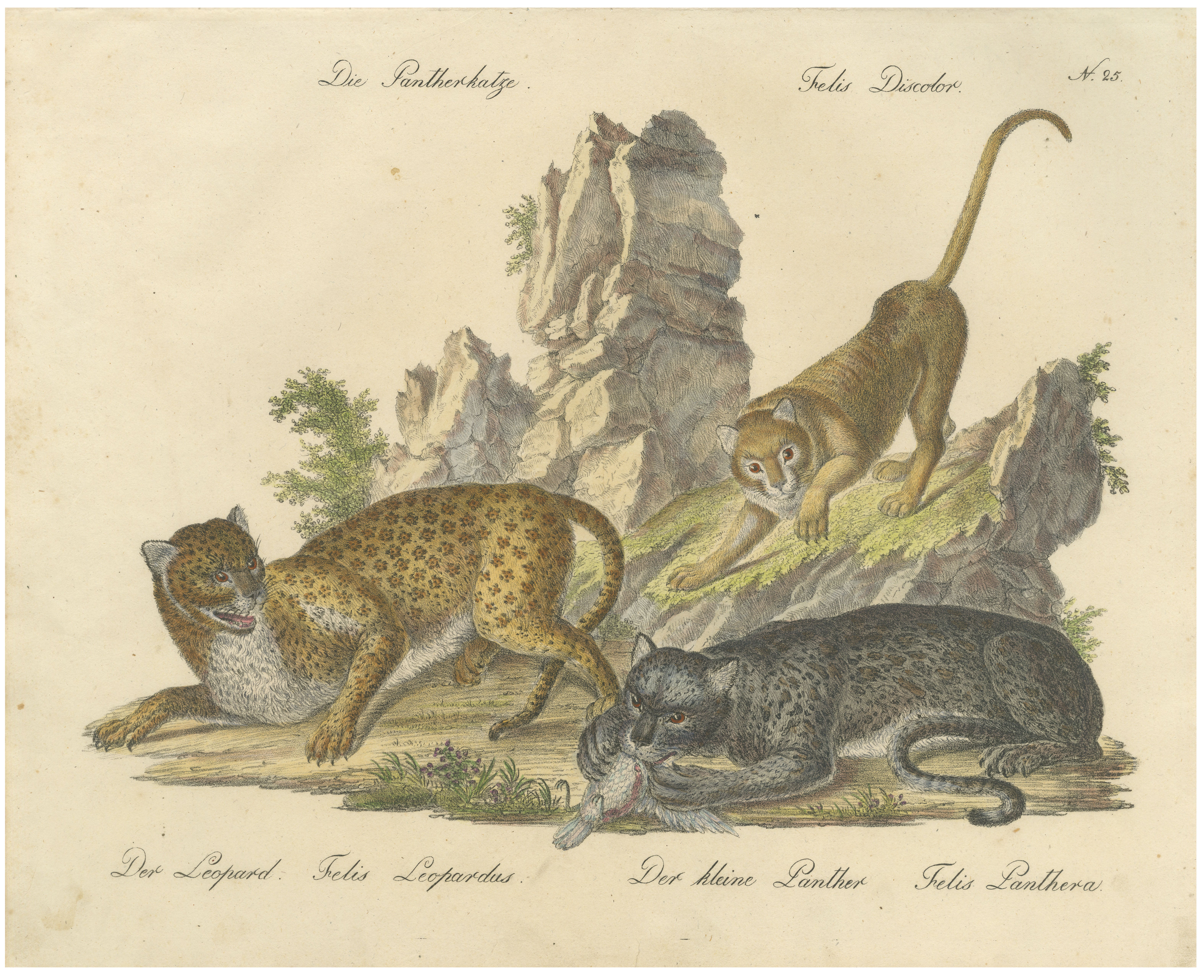 Antique Leopard & Panther Lithograph by Karl Joseph Brodtmann, 1816