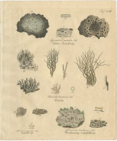Antique Lichen Botanical Print, Dye & Chemical Species, c.1831