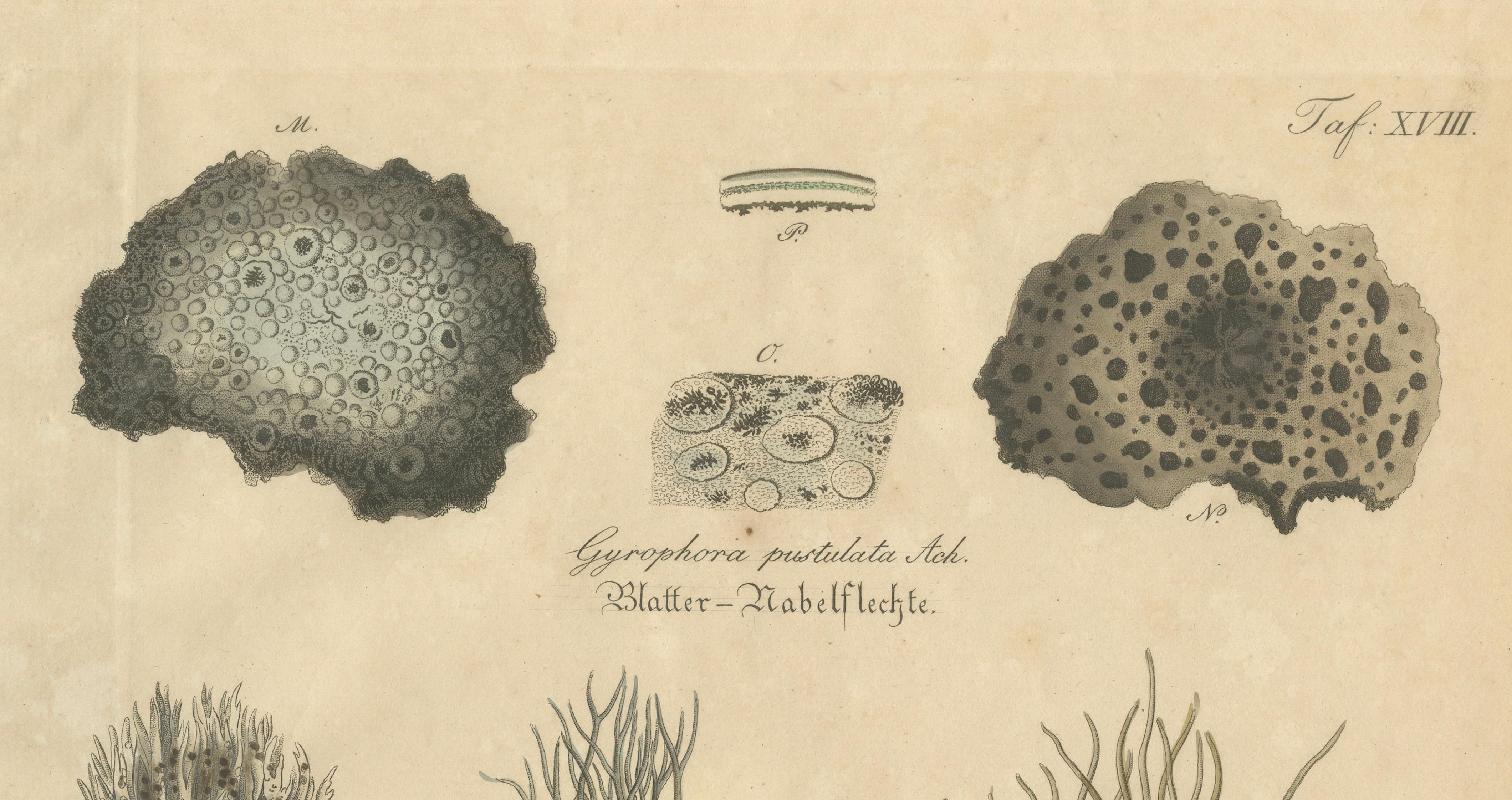 Antique Lichen Botanical Print, Dye & Chemical Species, c.1831