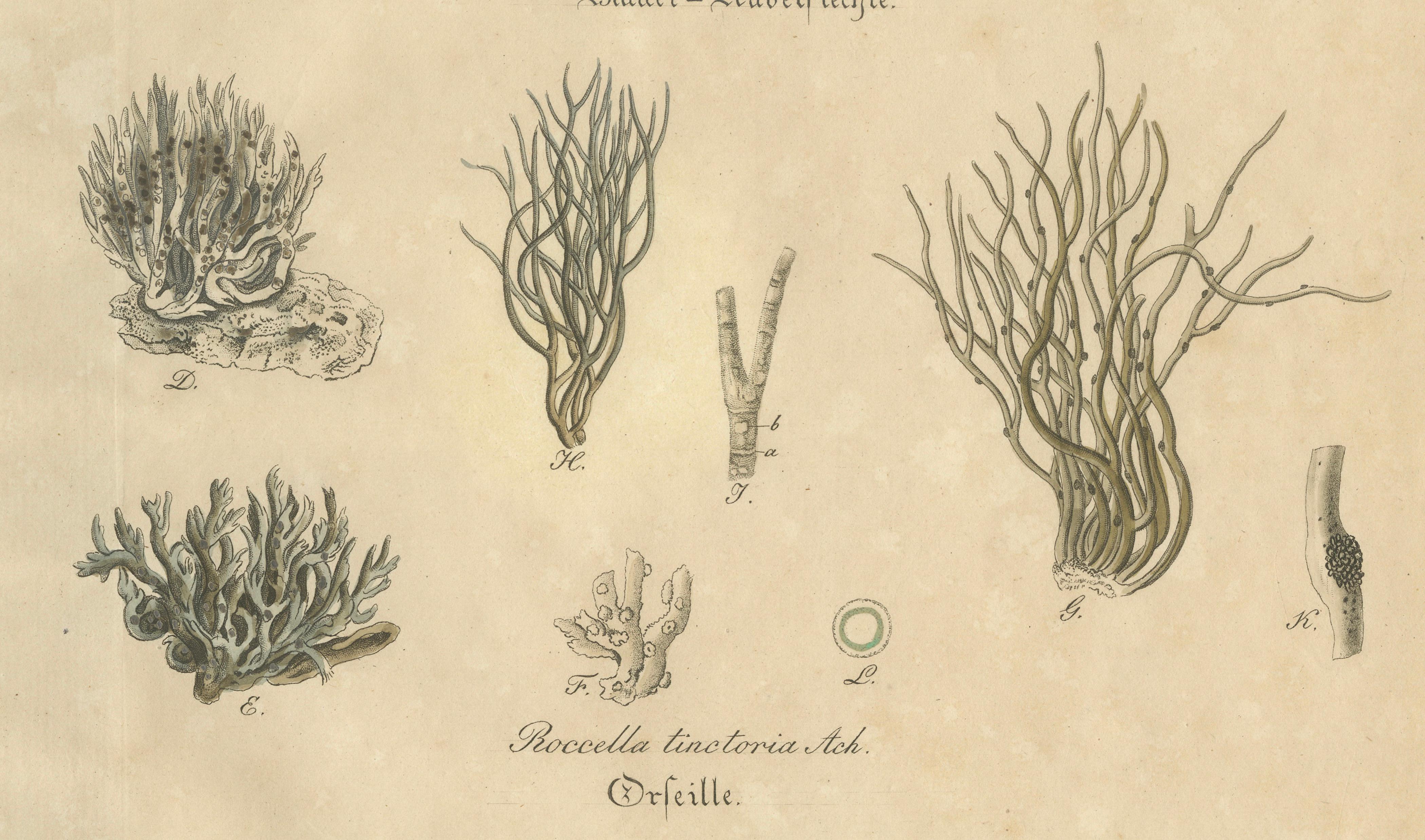 Antique Lichen Botanical Print, Dye & Chemical Species, c.1831