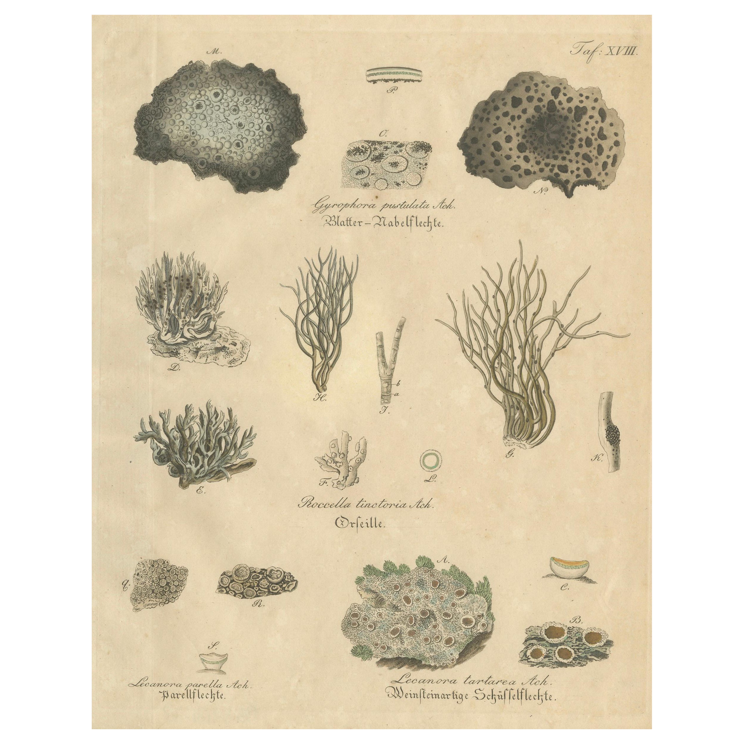 Antique Lichen Botanical Print, Dye 
Chemical Species, c.1831 For Sale
