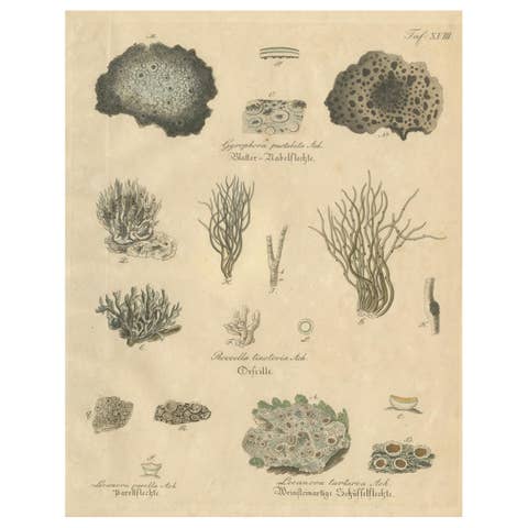 Antique Lichen Botanical Print, Dye & Chemical Species, c.1831