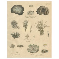 Antique Lichen Botanical Print, Dye 
Chemical Species, c.1831