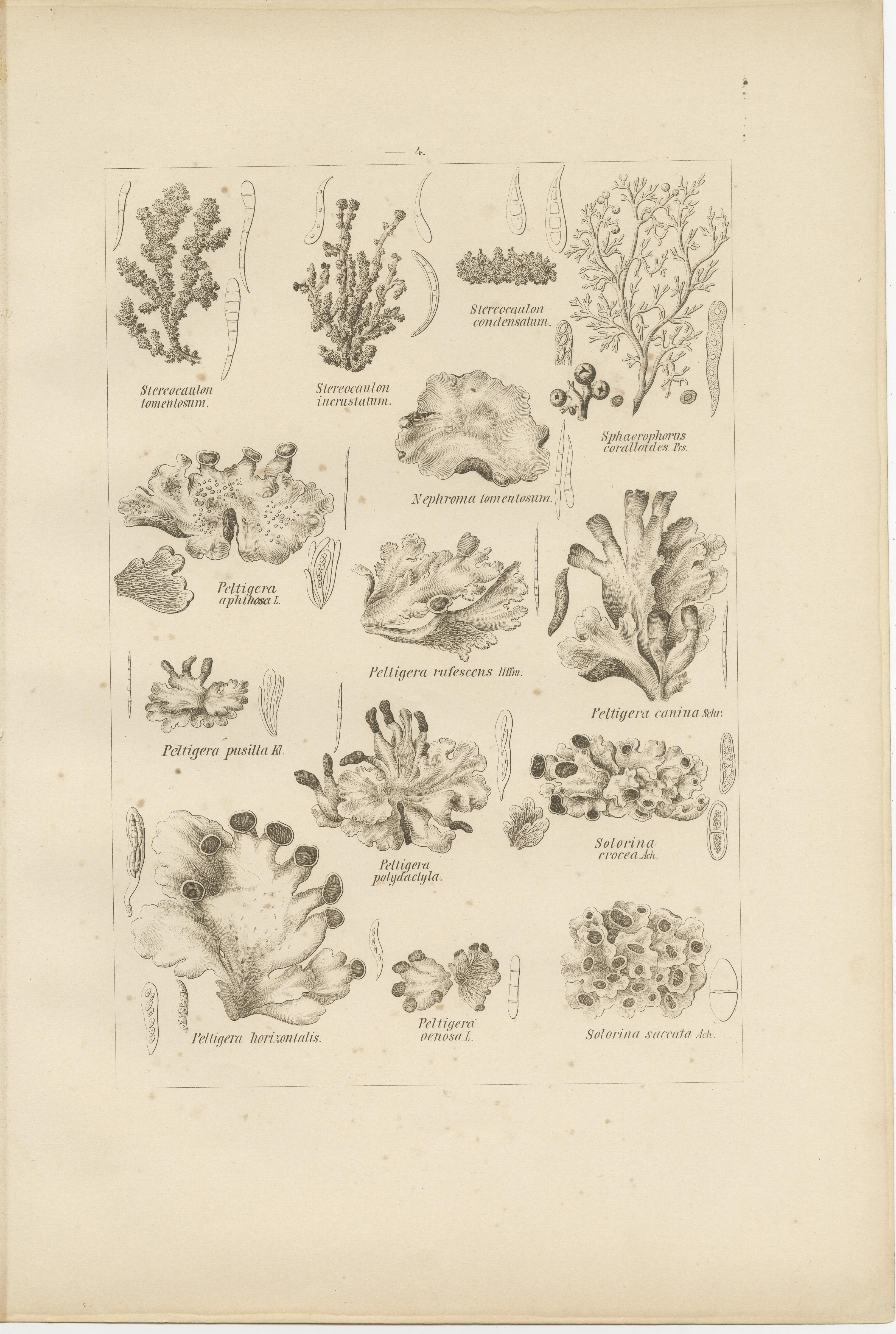 Antique Lichen Prints Set of 6 – German Botanical Lithographs 1874 im Angebot 4