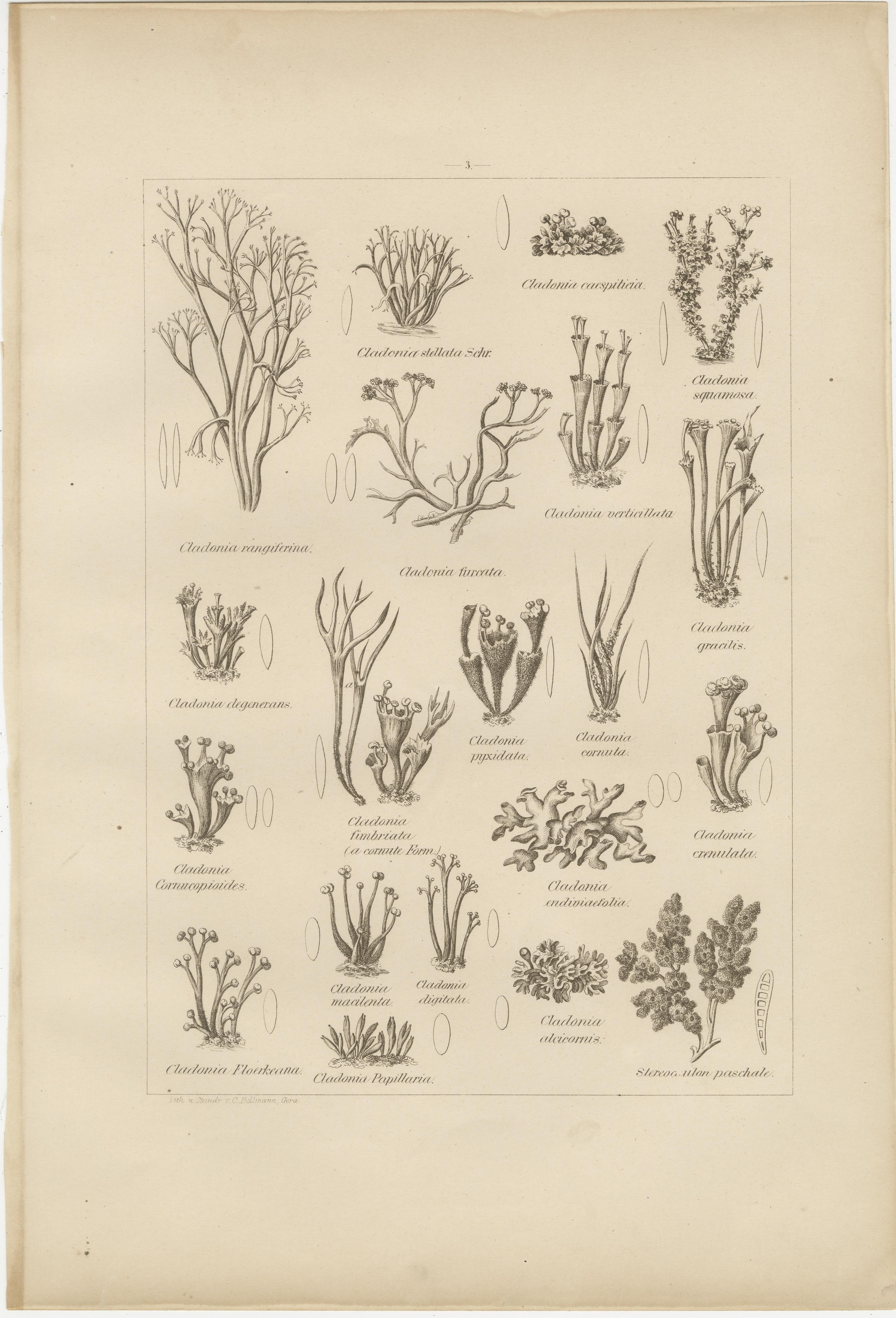 Antique Lichen Prints Set of 6 – German Botanical Lithographs 1874 im Angebot 5