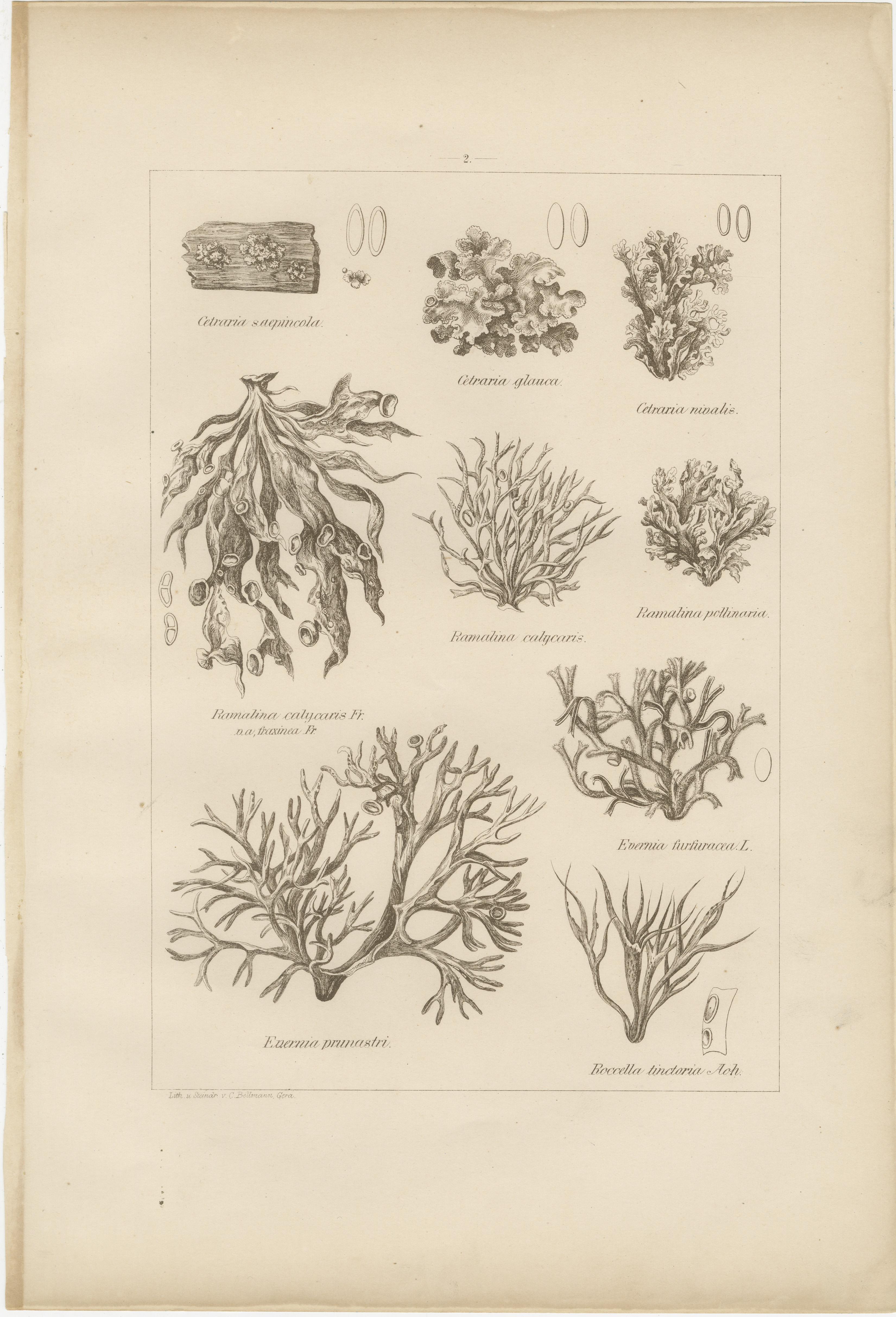 Antique Lichen Prints Set of 6 – German Botanical Lithographs 1874 im Angebot 6