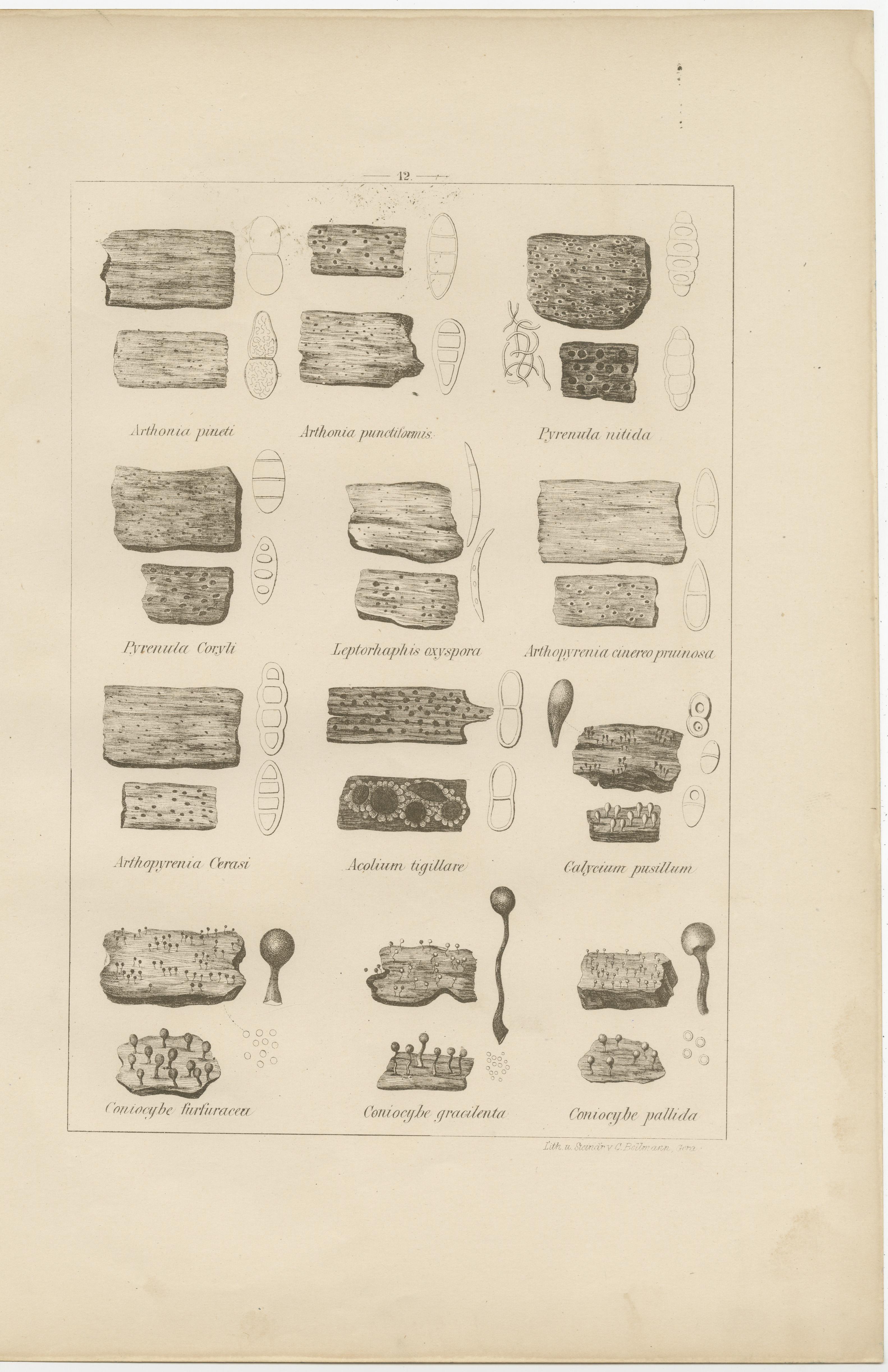 Antike Flechten Drucke Satz von 6 - Deutsche Botanische Lithographien 1874

Dieses bemerkenswerte Wand-Set mit sechs wissenschaftlichen Original-Lithographien stammt aus der seltenen deutschen Publikation 