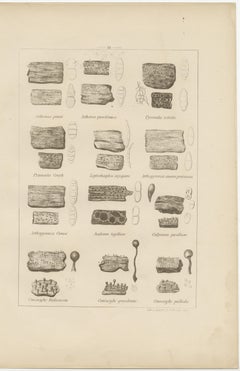 Antique Lichen Prints Set of 6 – German Botanical Lithographs 1874