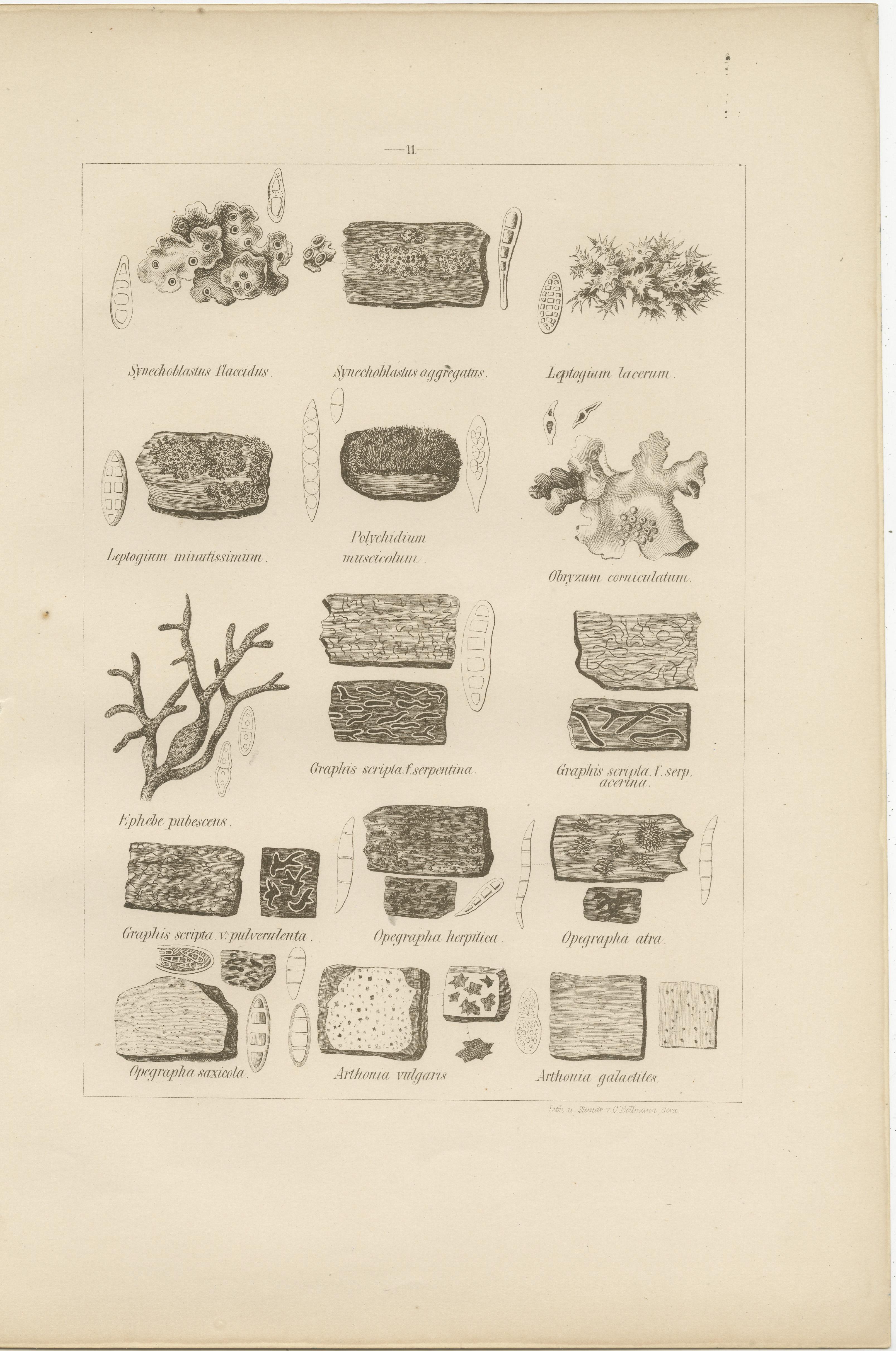 Antique Lichen Prints Set of 6 – German Botanical Lithographs 1874 (Deutsch) im Angebot
