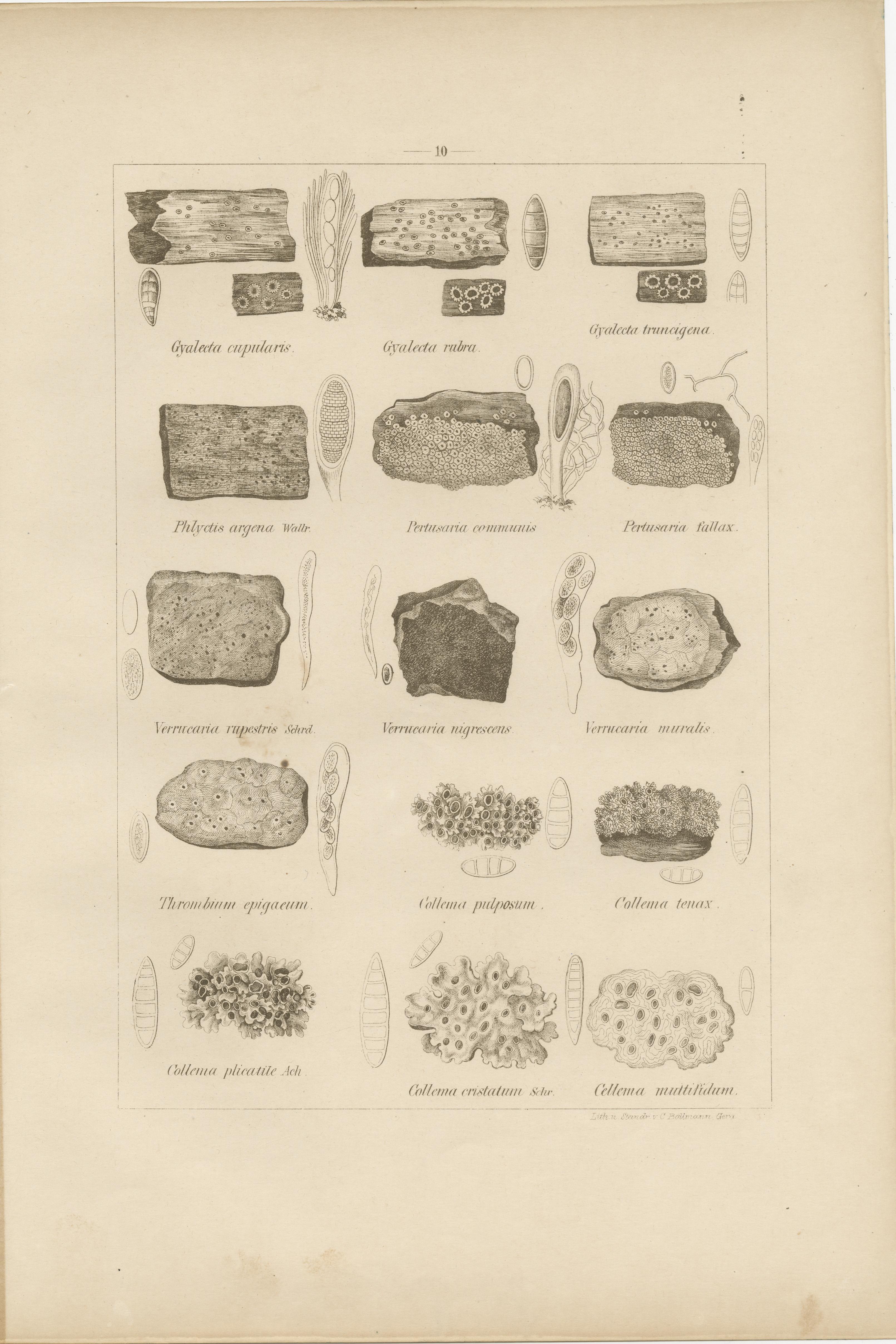 Antique Lichen Prints Set of 6 – German Botanical Lithographs 1874 im Zustand „Gut“ im Angebot in Langweer, NL