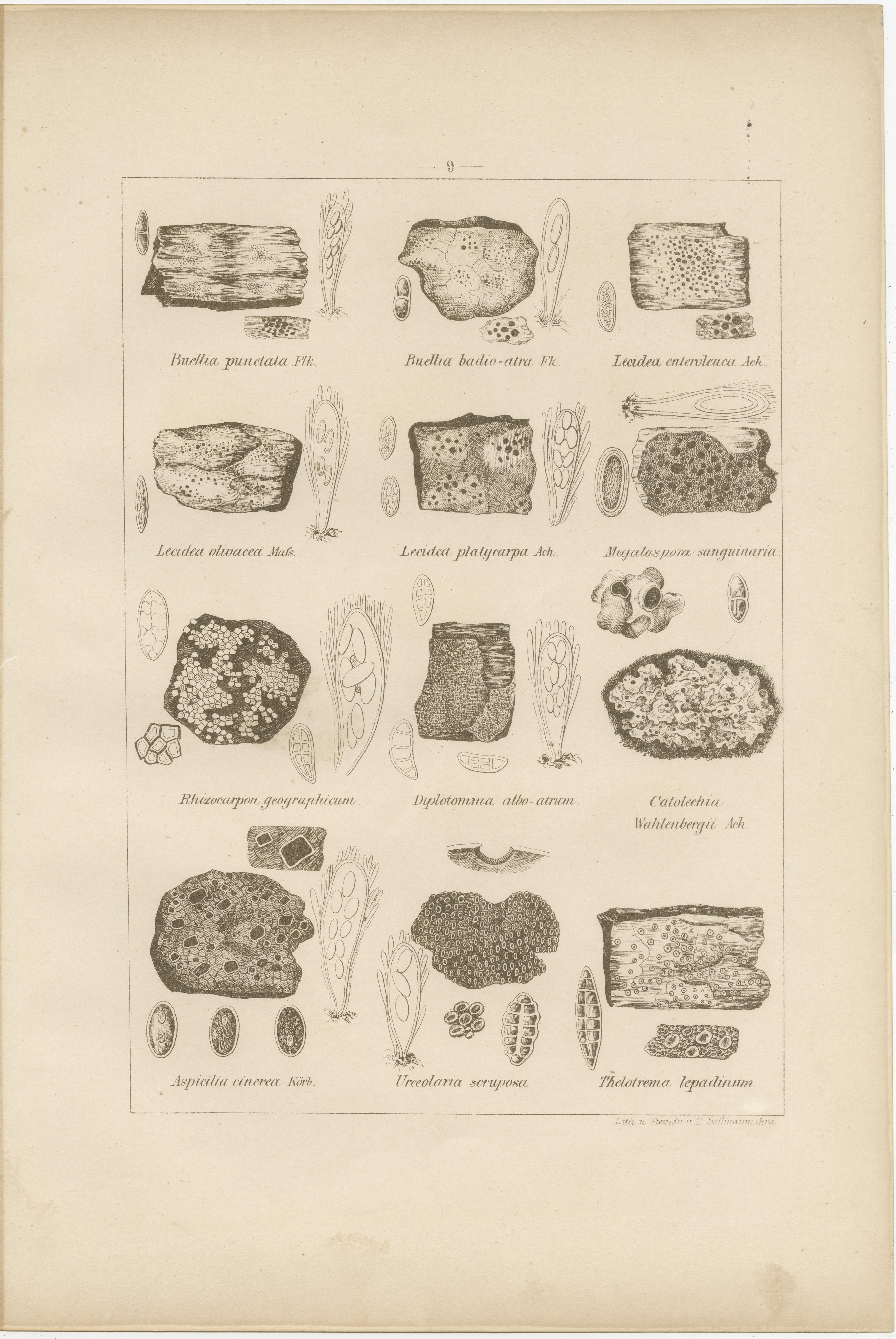 Antique Lichen Prints Set of 6 – German Botanical Lithographs 1874 (Spätes 19. Jahrhundert) im Angebot