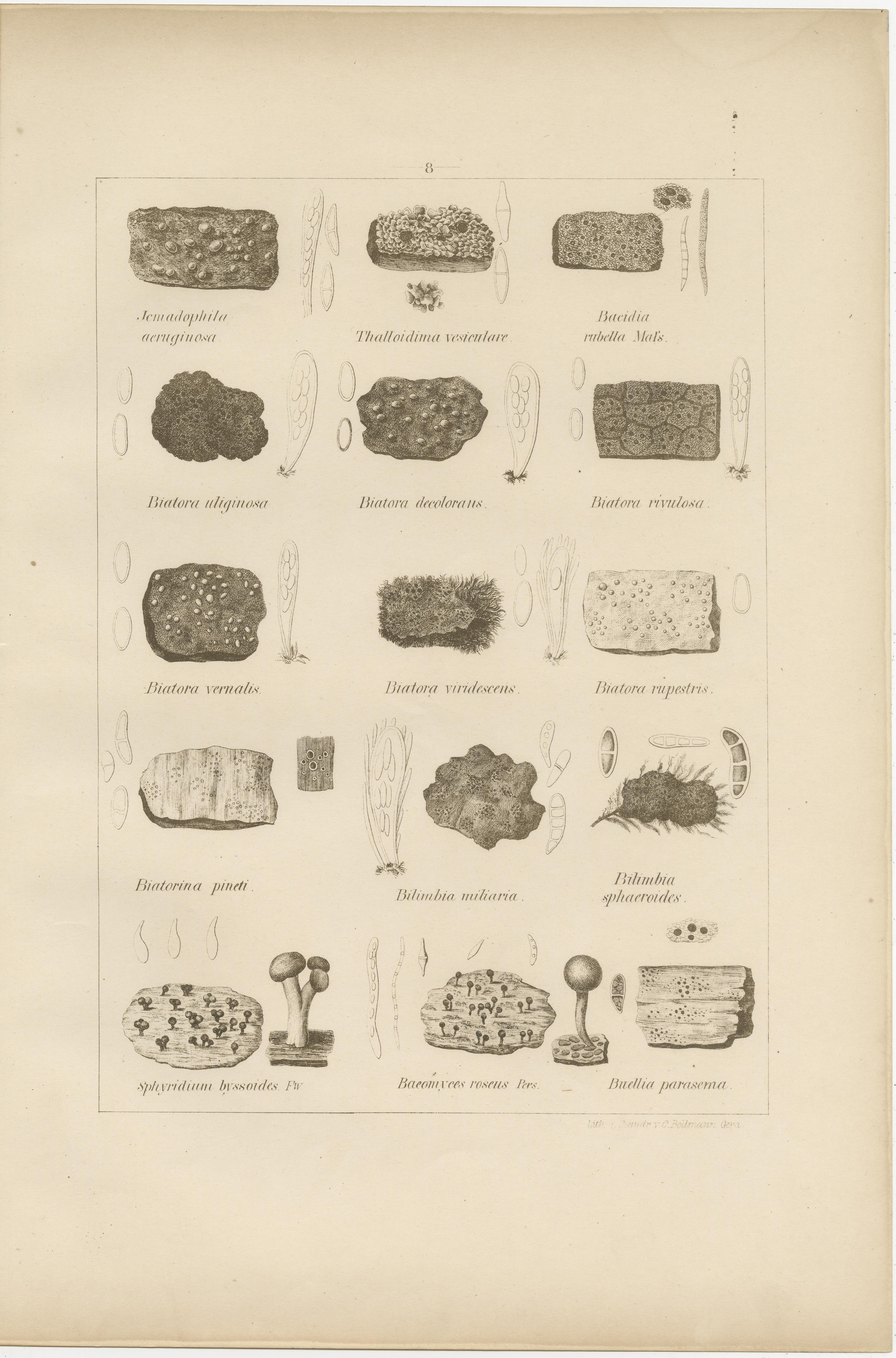 Antique Lichen Prints Set of 6 – German Botanical Lithographs 1874 (Papier) im Angebot