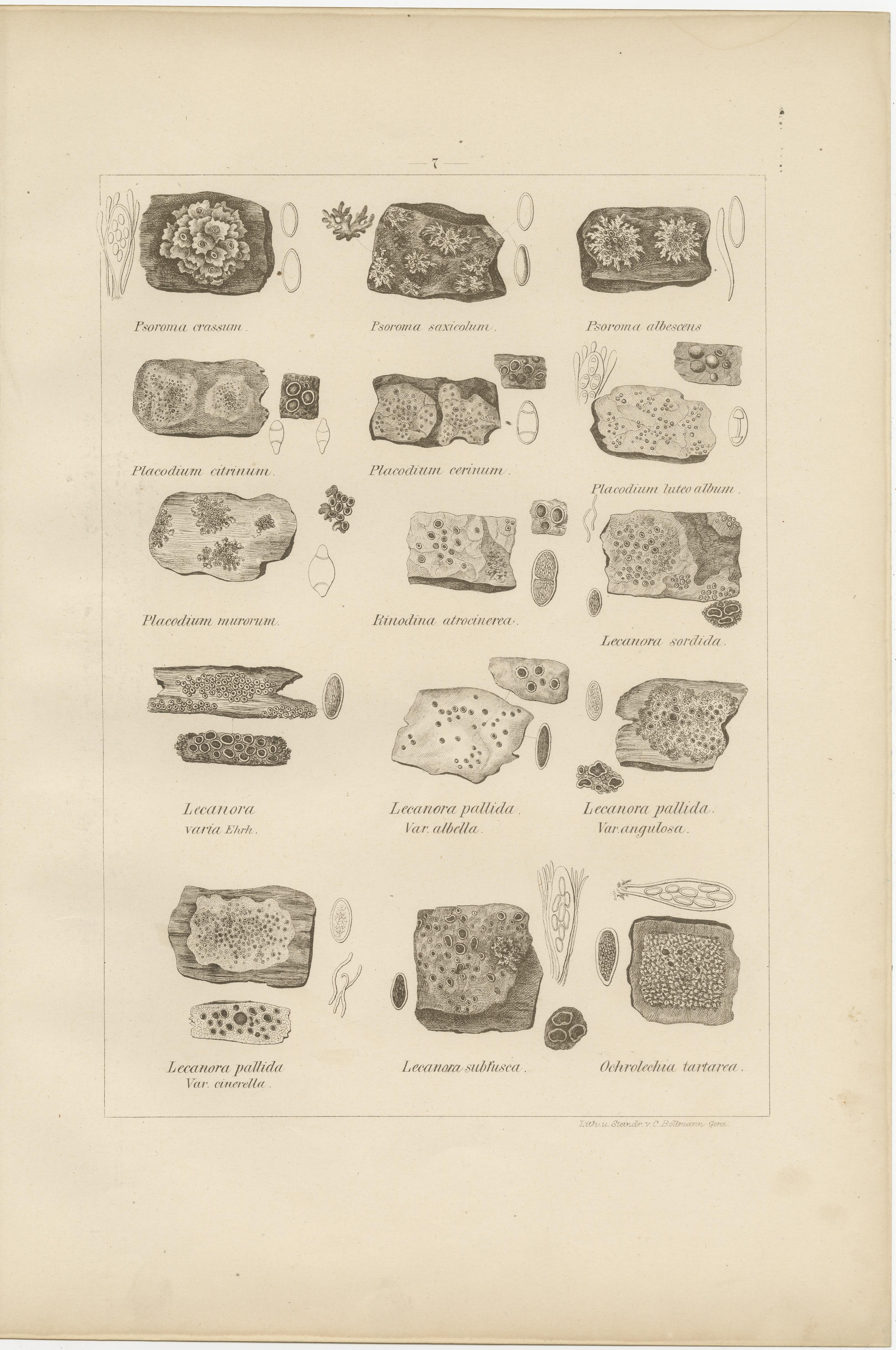 Antique Lichen Prints Set of 6 – German Botanical Lithographs 1874 im Angebot 1