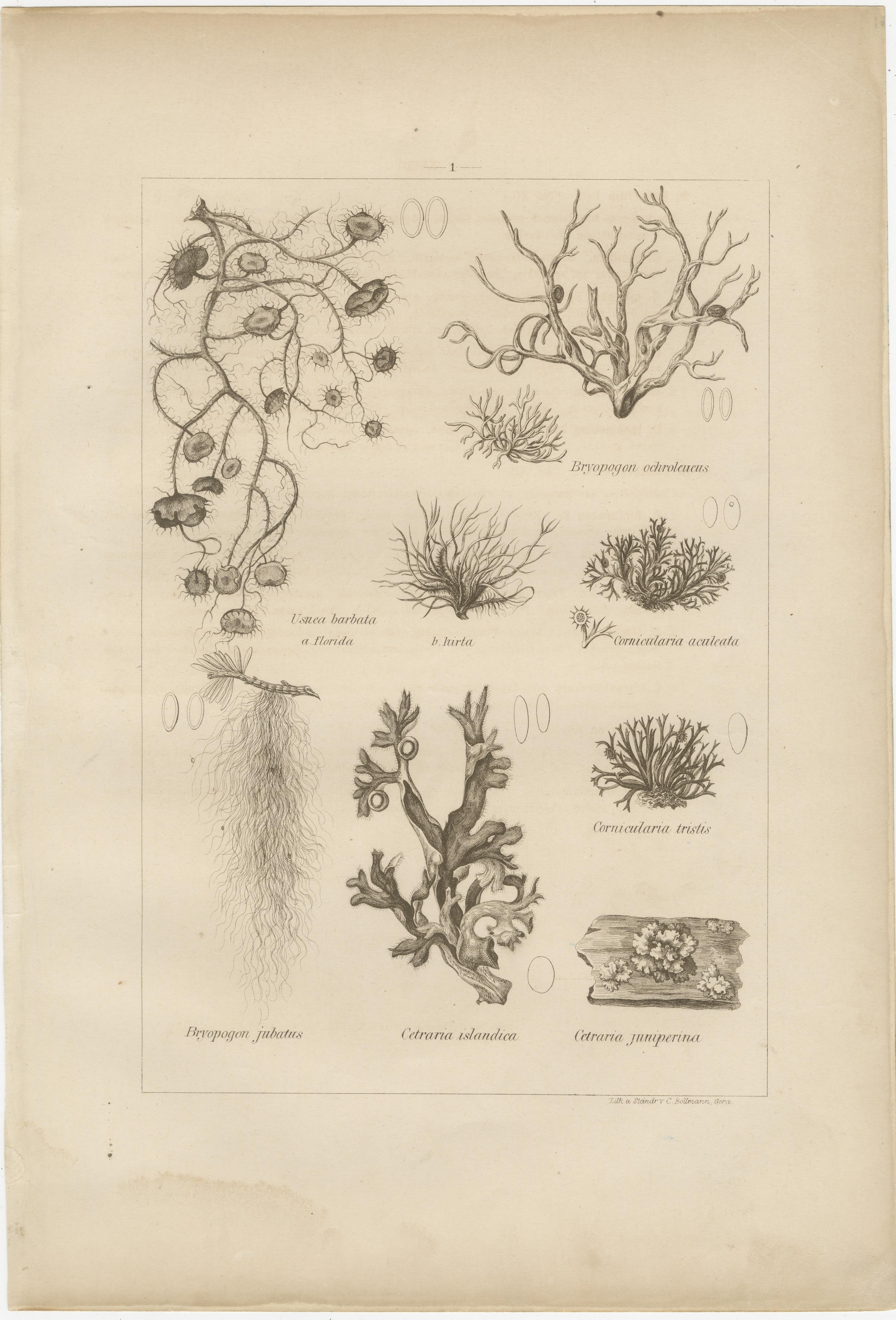 Antique Lichen Prints Set of 6 – German Botanical Lithographs 1874 im Angebot 1
