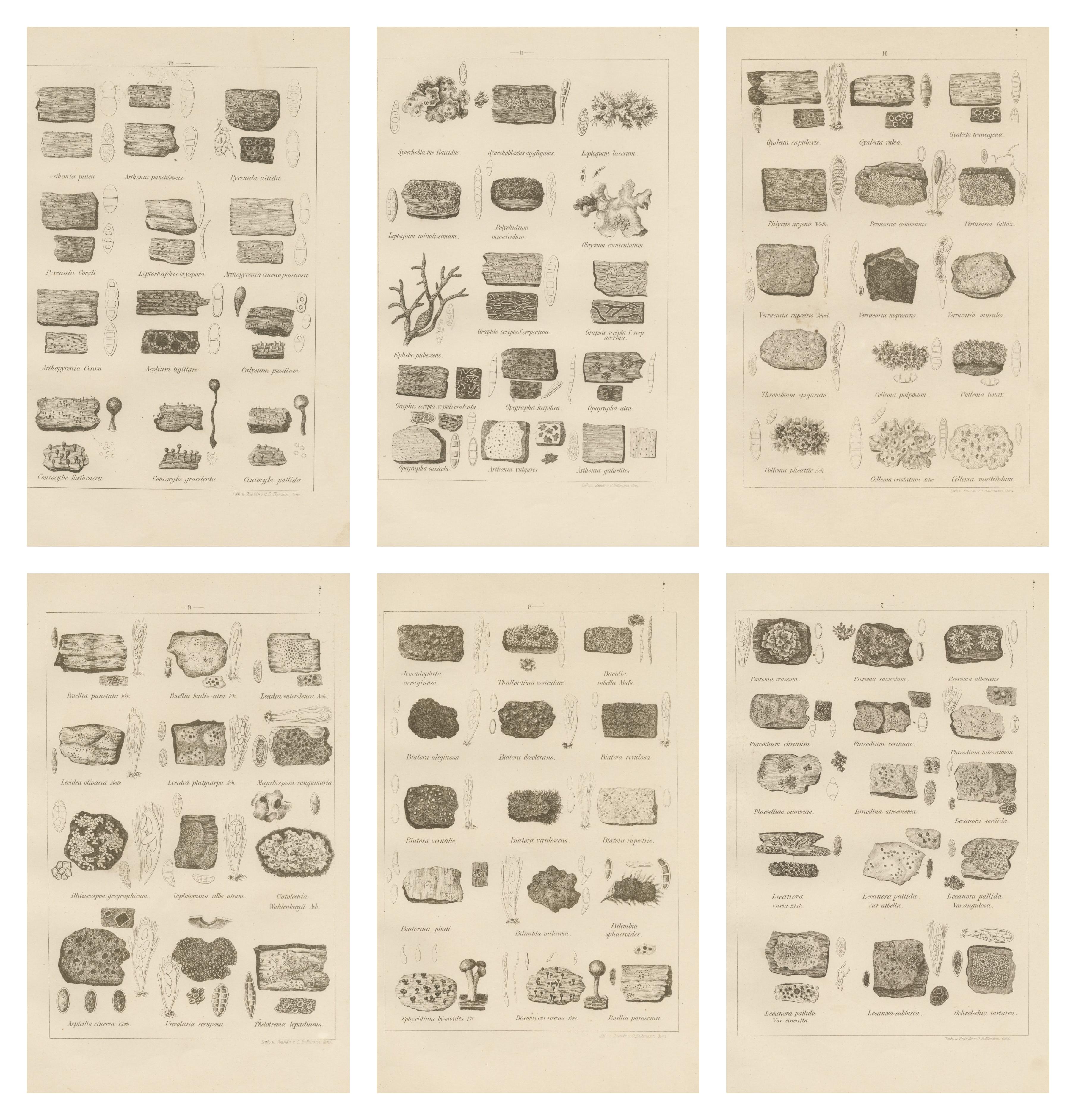 Antique Lichen Prints Set of 6 – German Botanical Lithographs 1874 im Angebot 2