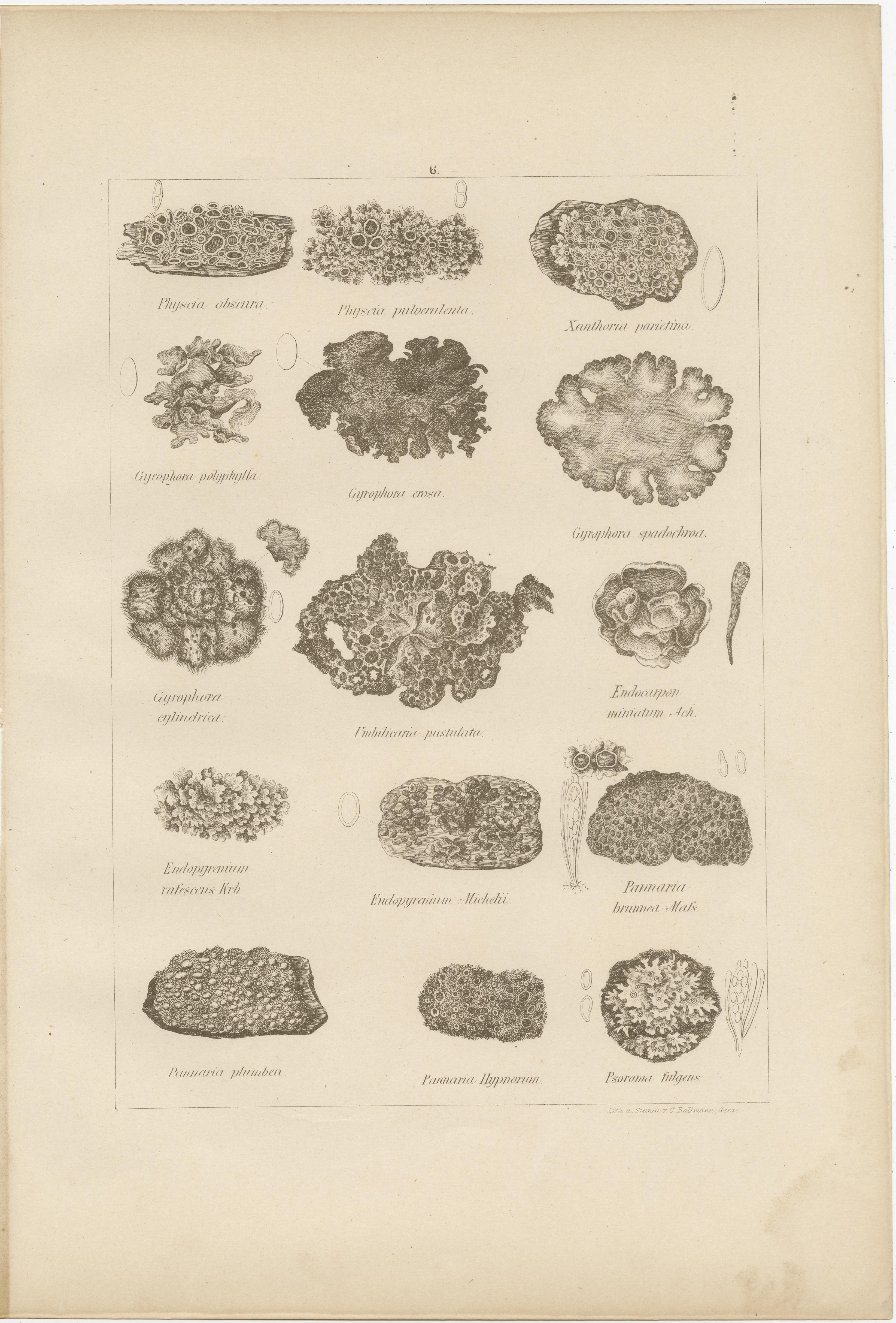 Antique Lichen Prints Set of 6 – German Botanical Lithographs 1874 im Angebot 2
