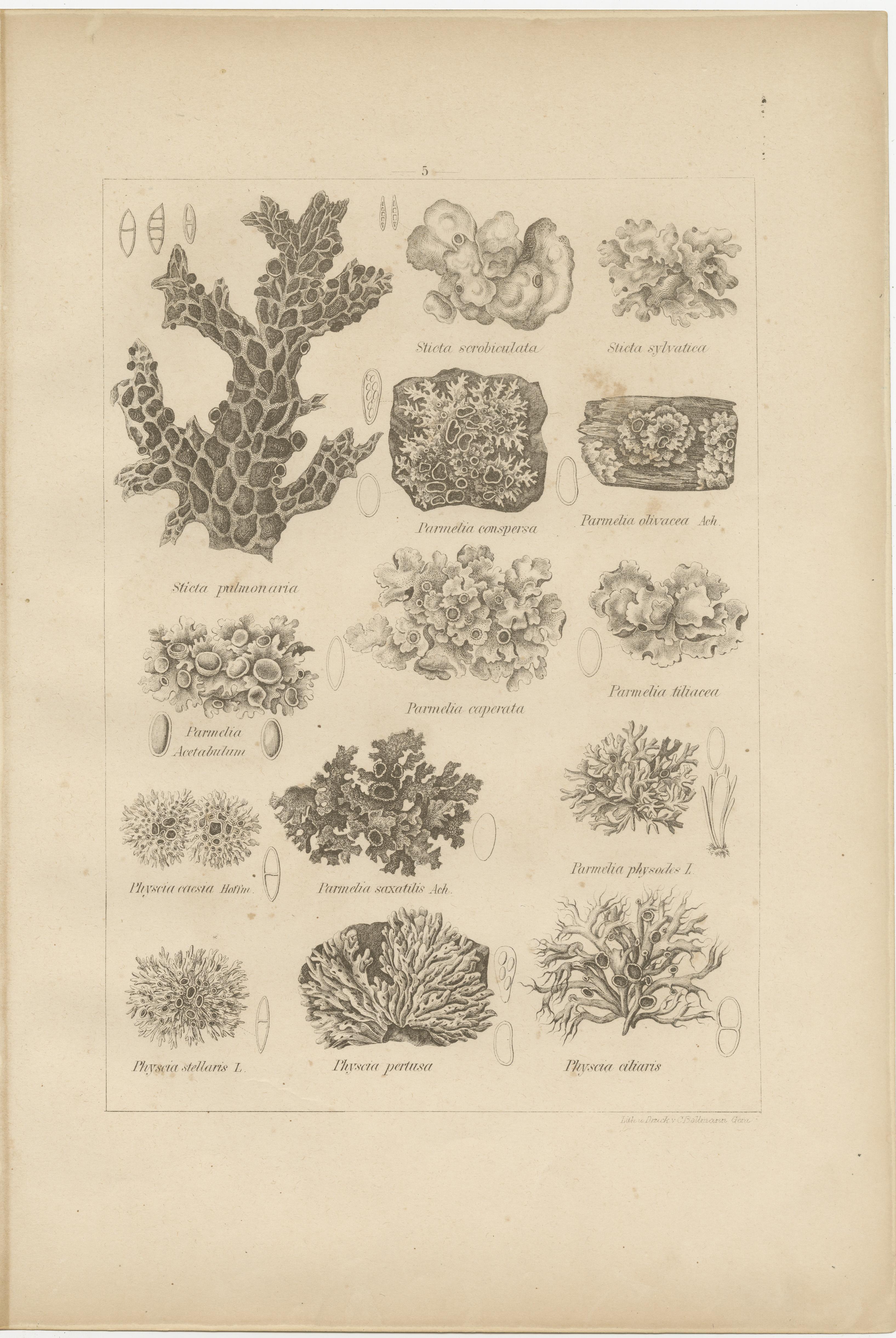 Antique Lichen Prints Set of 6 – German Botanical Lithographs 1874 im Angebot 3