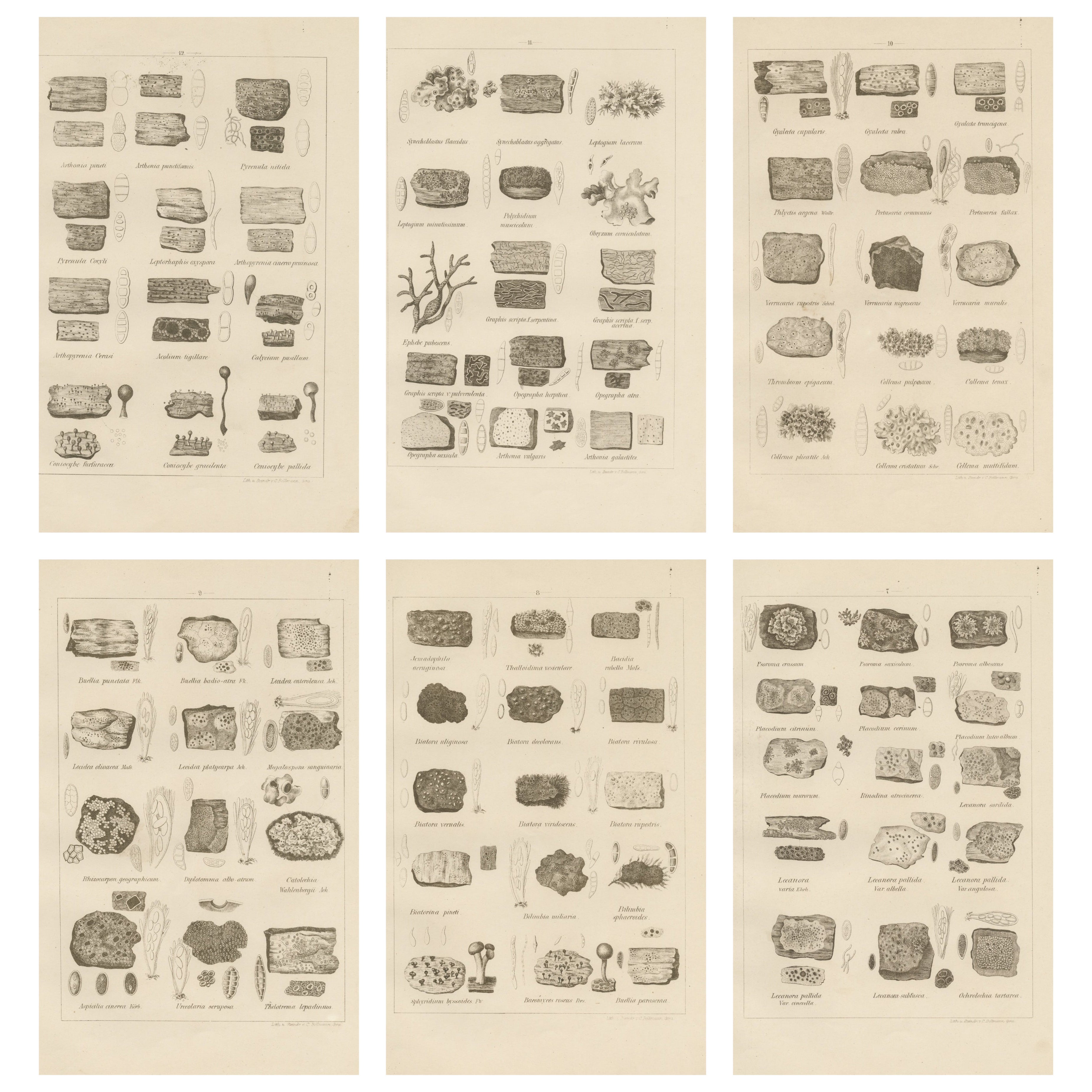 Antique Lichen Prints Set of 6 – German Botanical Lithographs 1874