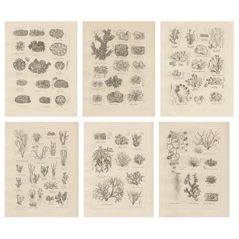 Antique Lichen Prints Set of 6 – German Botanical Lithographs 1874
