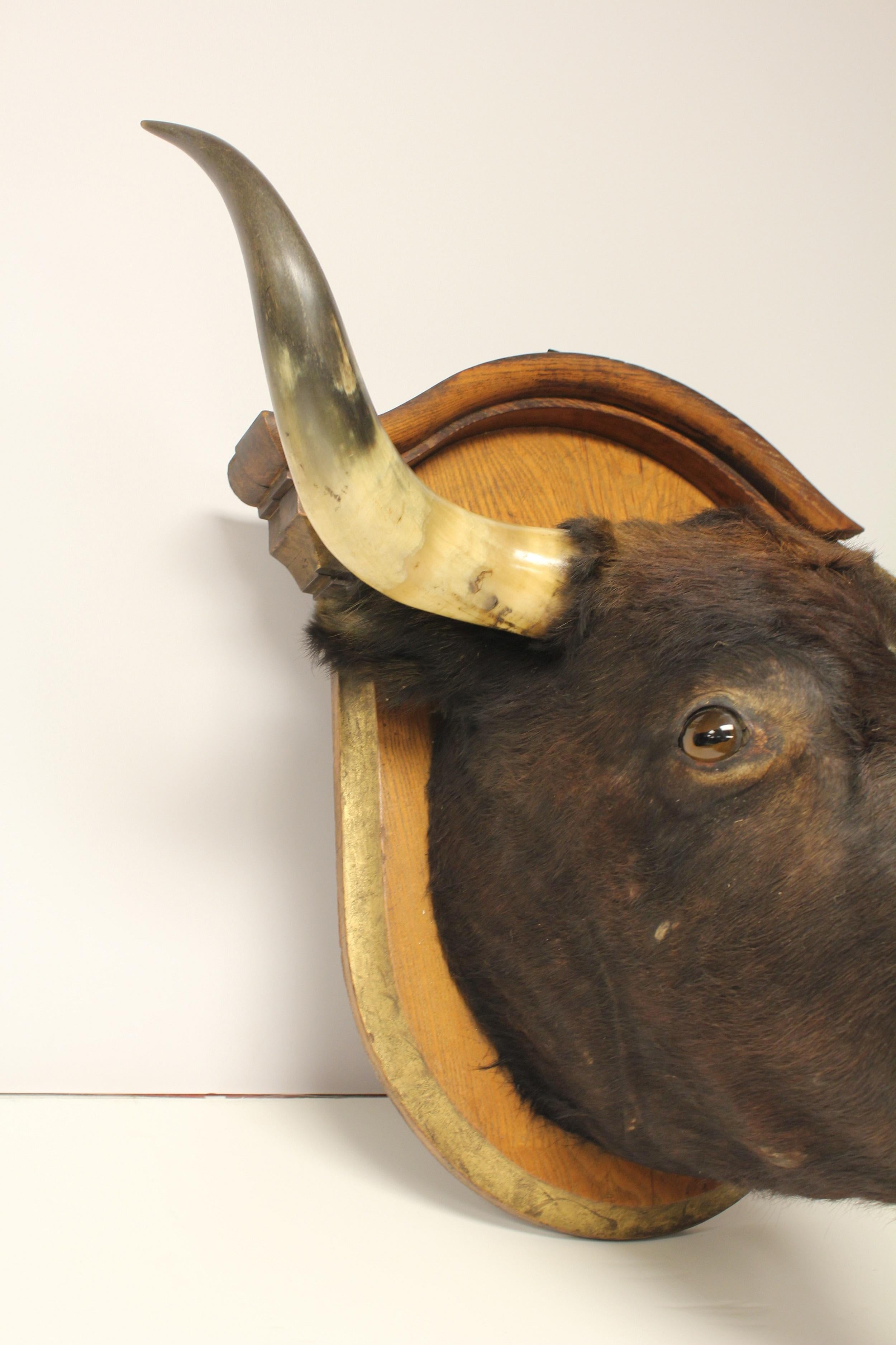 Antique lifesize bull head taxidermy with glass eyes and beautiful wooden back board. It has hanging hardware on the back.